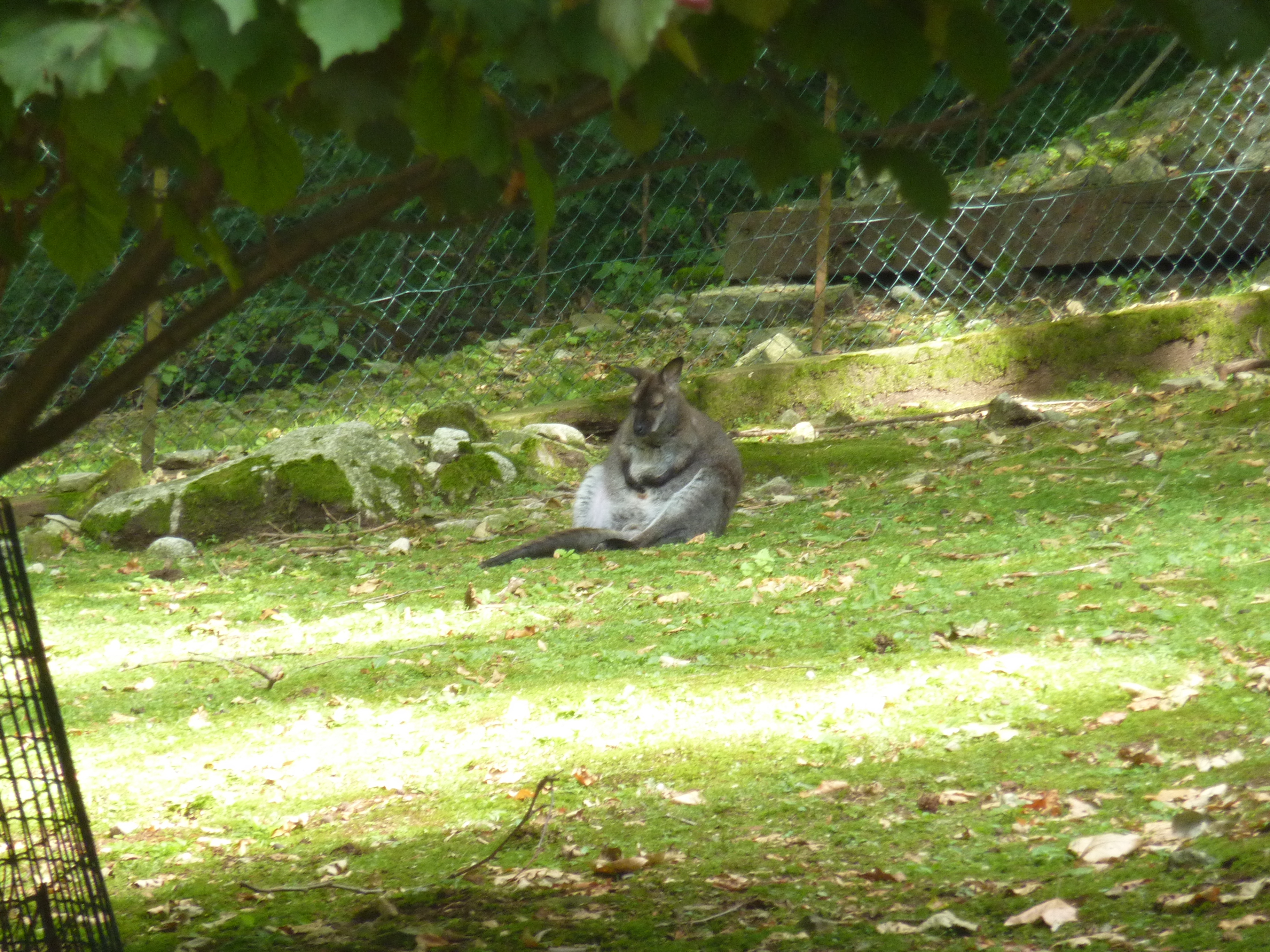 รูปถ่าย อิตาลี(Italy) วิลลาปัลลาวีชีโน(Villa Pallavicino) 2009-06 111