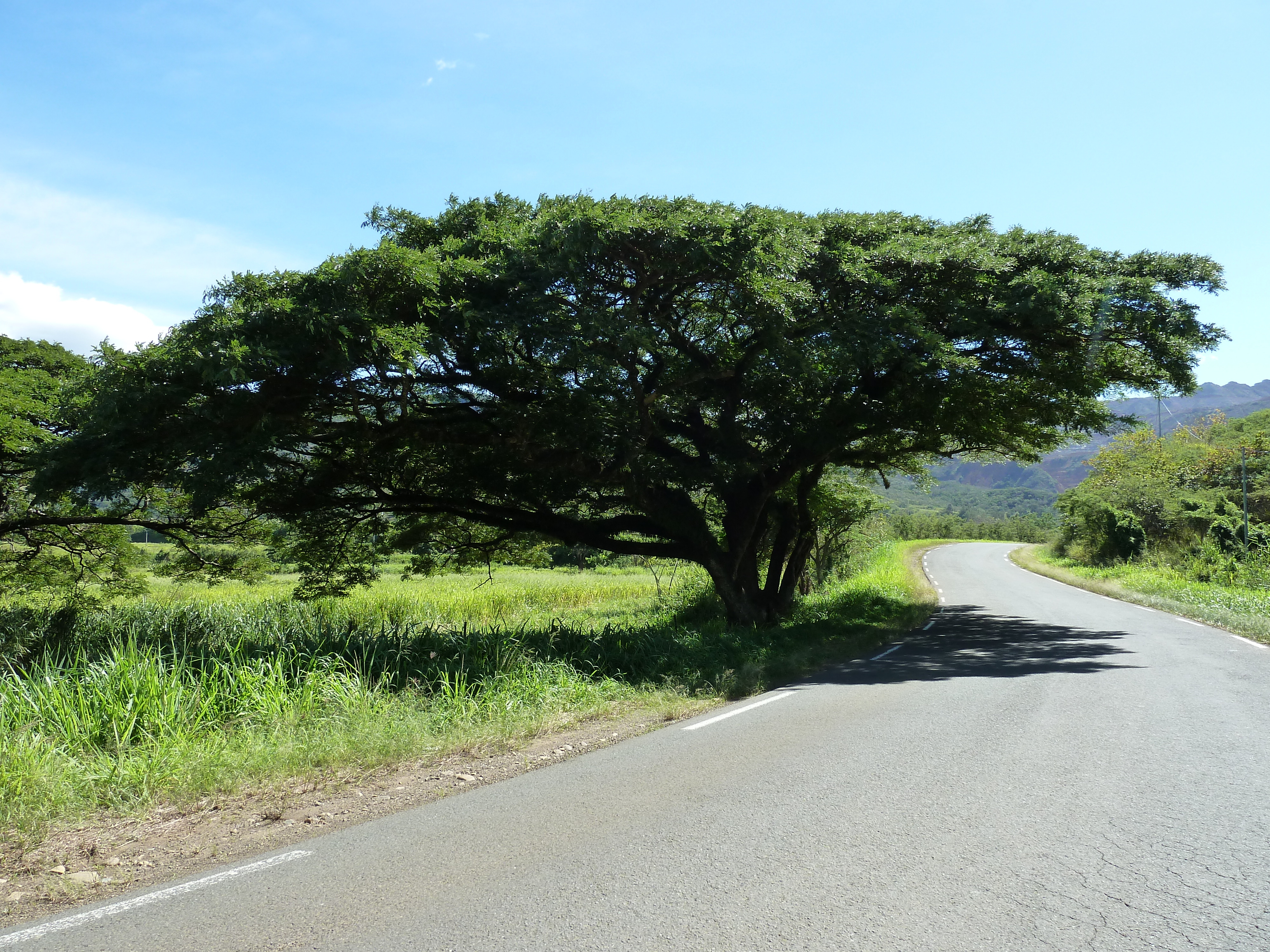 รูปถ่าย นิวแคลิโดเนีย(New Caledonia) ถนนจากตงตูตาไปทีโอ(Tontouta to Thio road) 2010-05 100