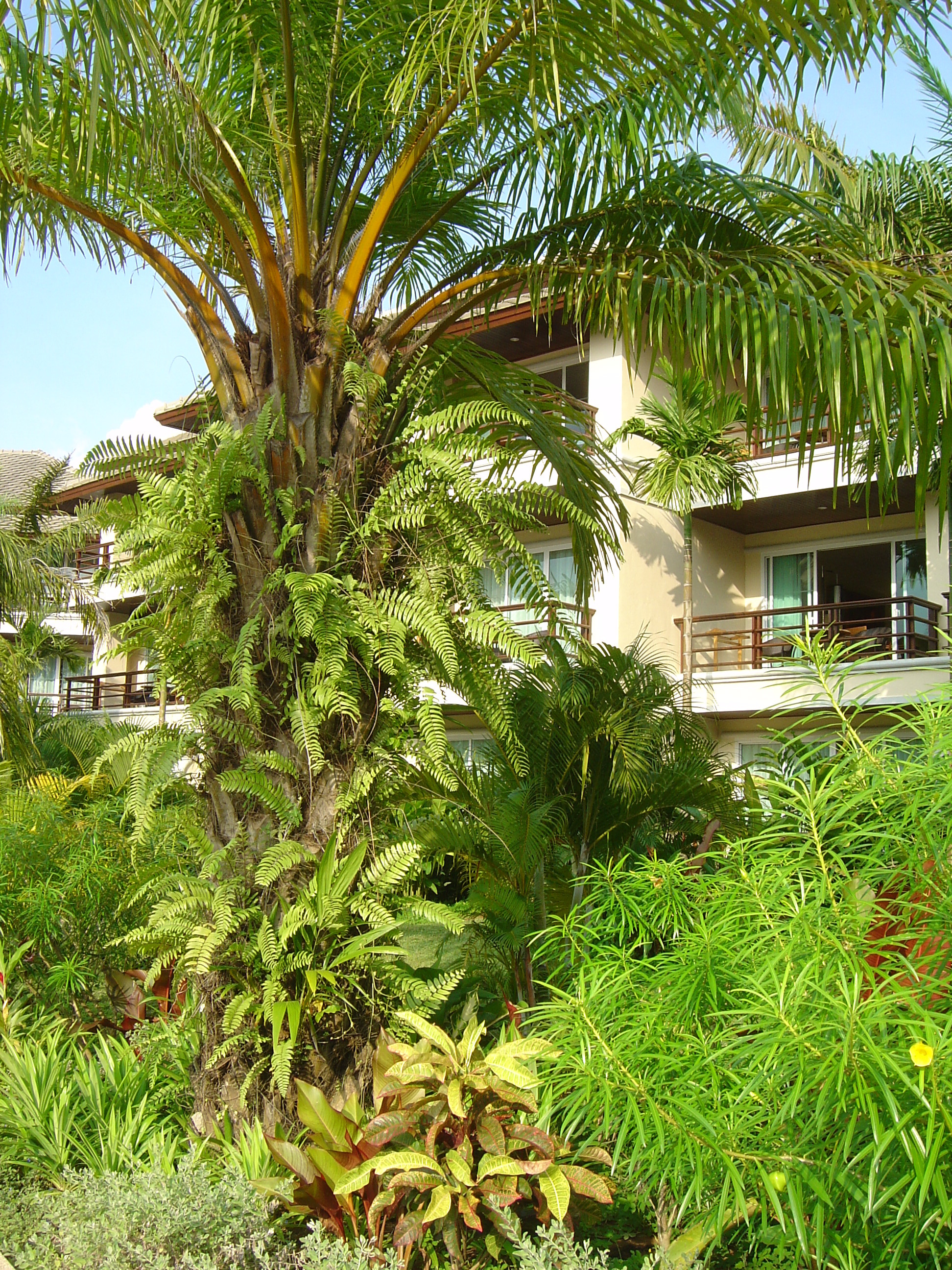 รูปถ่าย ไทย(Thailand) เขาหลัก(Khao Lak) โรงแรมเลอเมอริเดียน เขาหลัก(Meridien Khao Lak Hotel) 2005-12 313