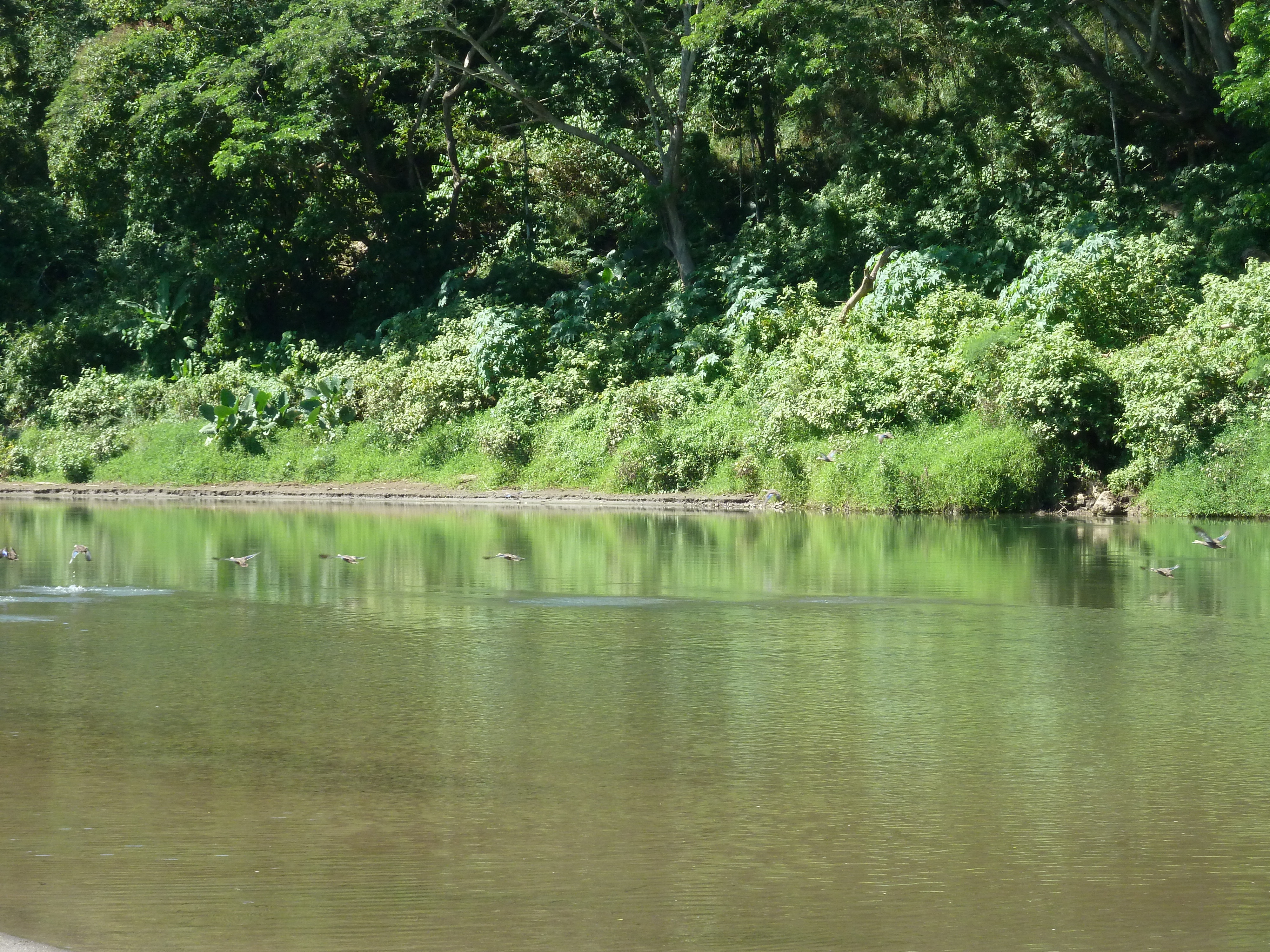 รูปถ่าย ฟิจิ(Fiji) แม่น้ำซิงกาโตกา(Sigatoka river) 2010-05 3