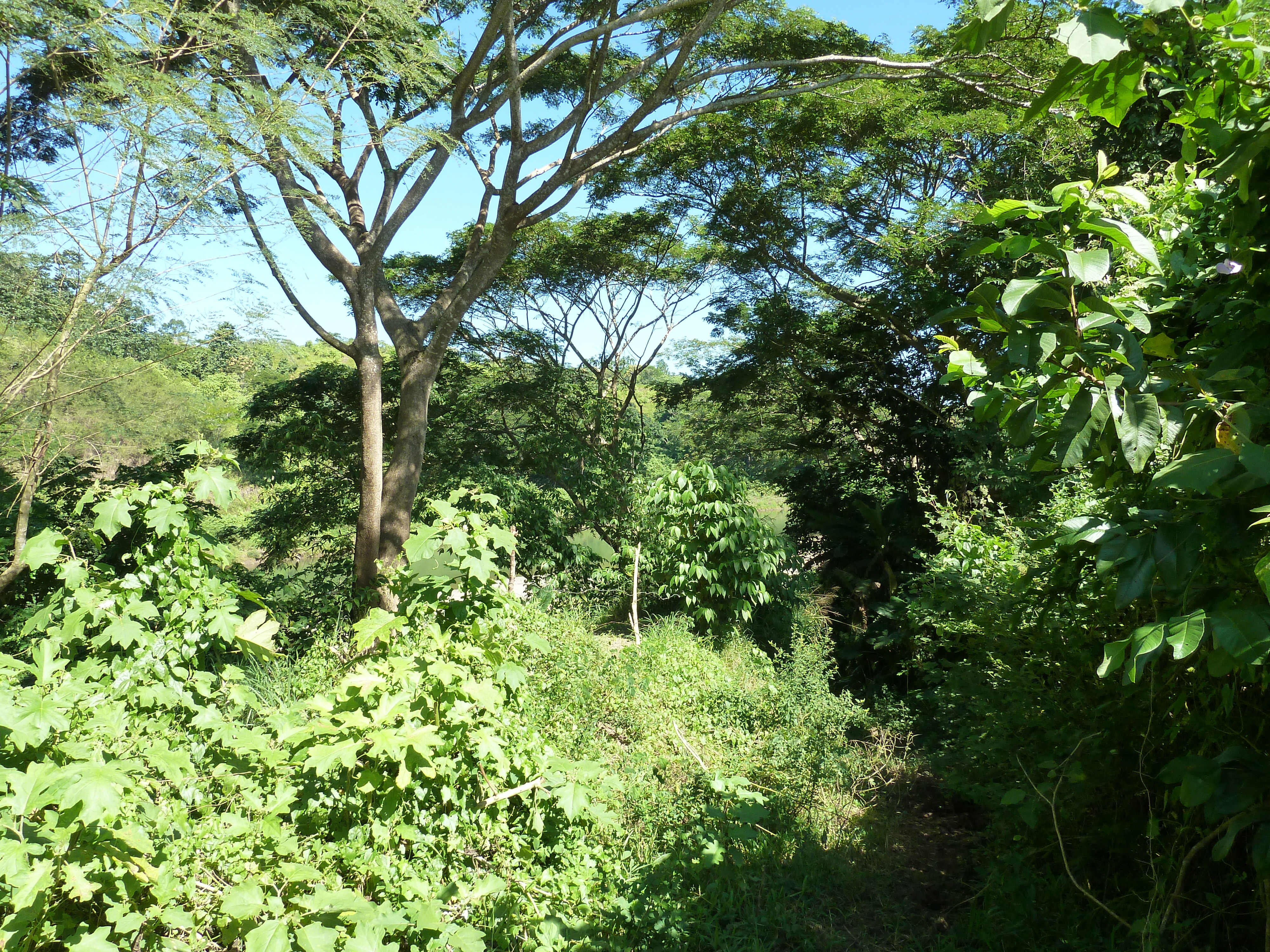 รูปถ่าย ฟิจิ(Fiji) แม่น้ำซิงกาโตกา(Sigatoka river) 2010-05 101