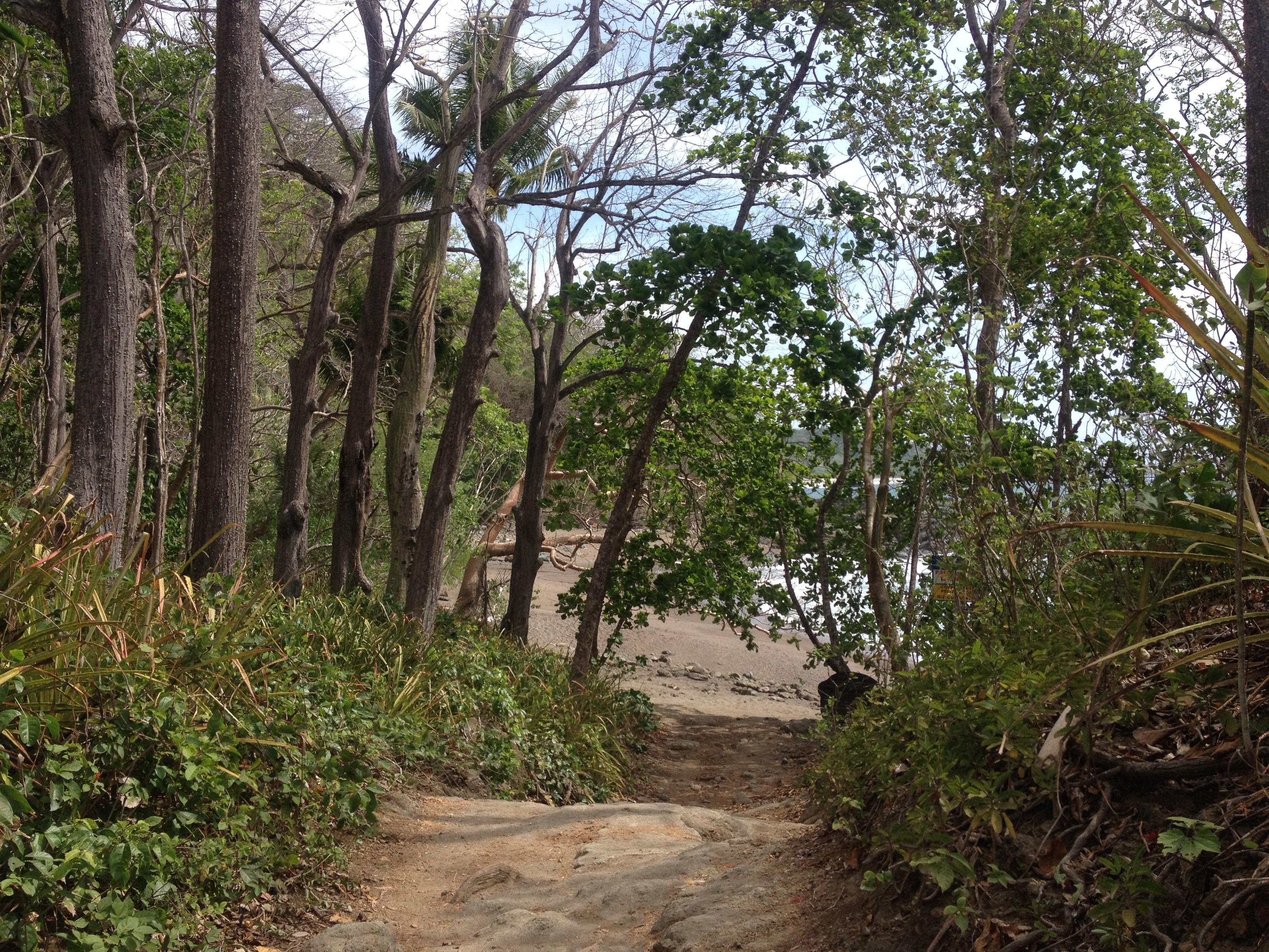รูปถ่าย คอสตาริกา(Costa Rica) มอนเตซูมา(Montezuma) 2015-03 56