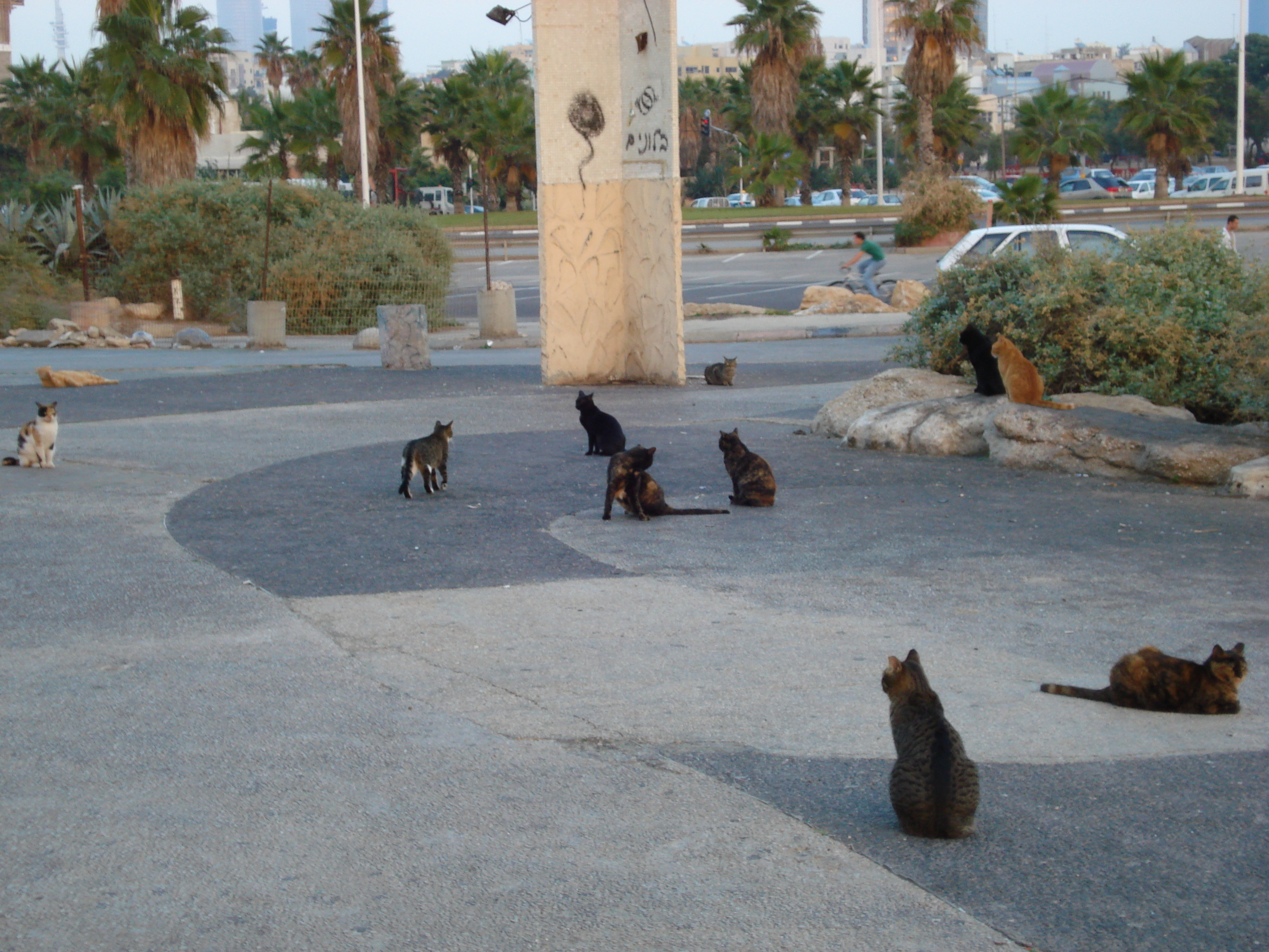 รูปถ่าย อิสราเอล(Israel) เทลอาวีฟ(Tel Aviv) ชายหาดเทลอาวีฟ(Tel Aviv Sea Shore) 2006-12 91
