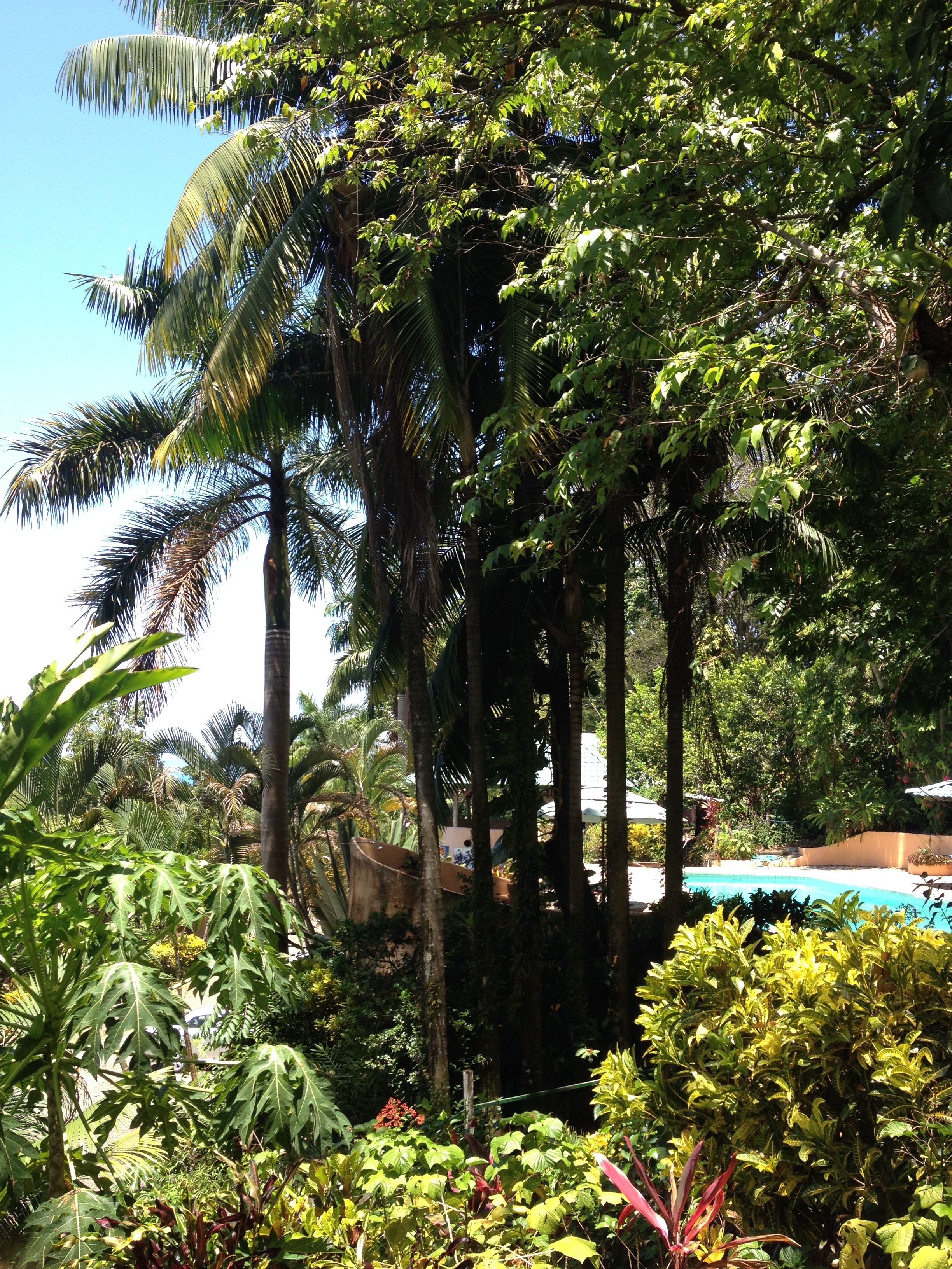 รูปถ่าย คอสตาริกา(Costa Rica) มานวยล์อันโตนีโอ(Manuel Antonio) 2015-03 3