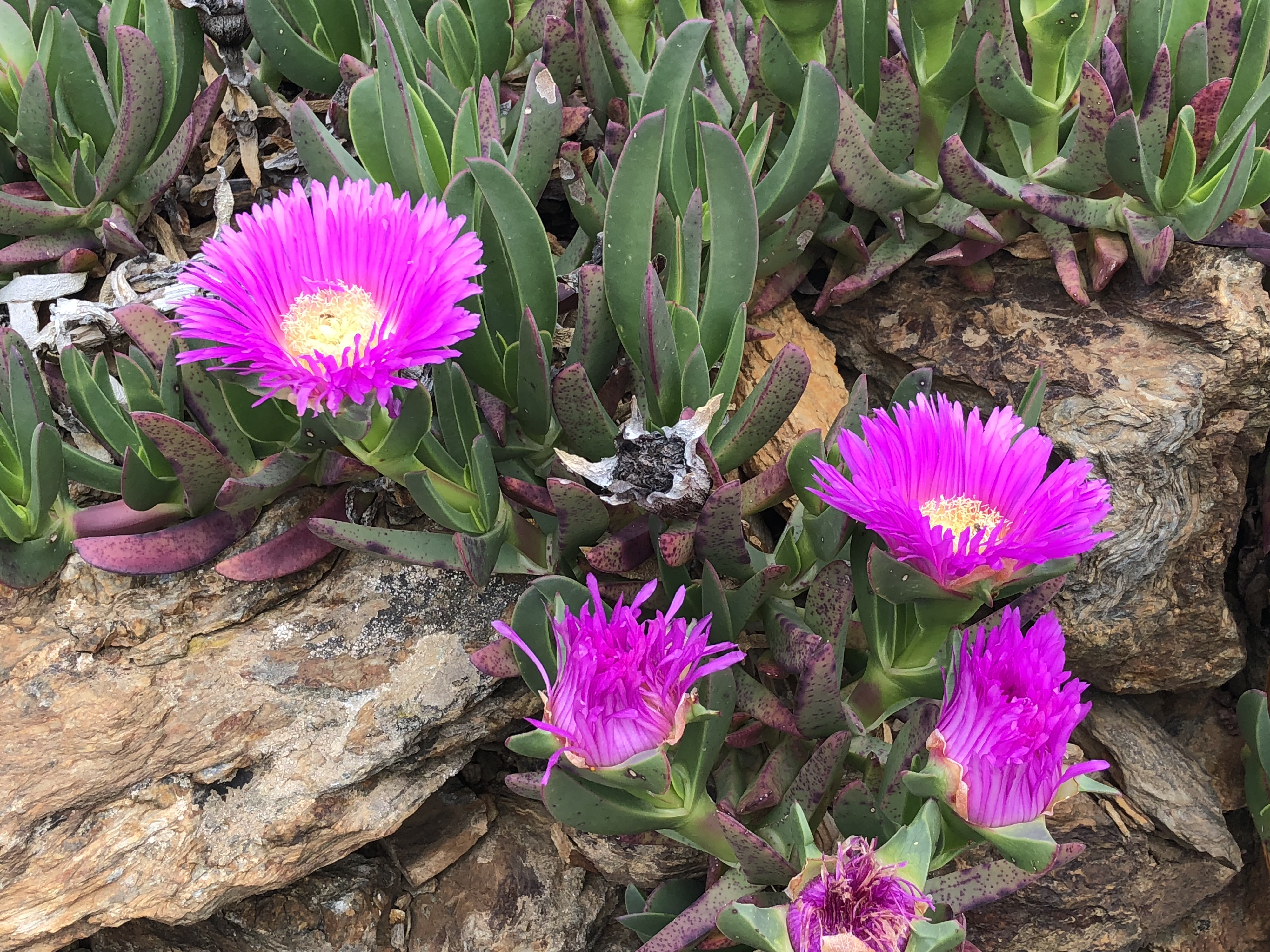 รูปถ่าย ฝรั่งเศส(France) กอลียูร์(Collioure) 2018-04 333