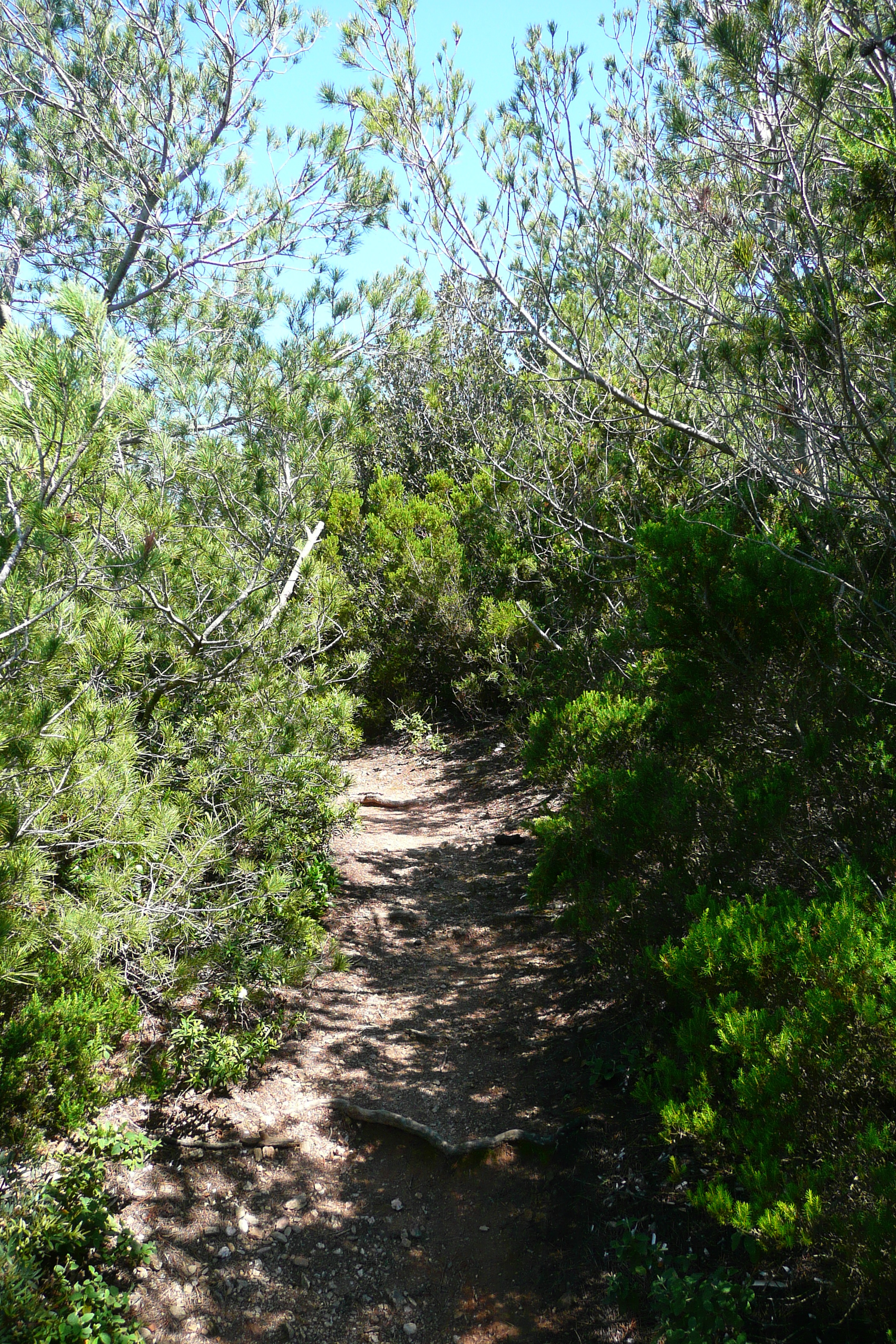 รูปถ่าย ฝรั่งเศส(France) เกาะปอร์เกอรอล(Porquerolles Island) แหลมเลอแก็ง(Pointe du Lequin) 2008-05 58