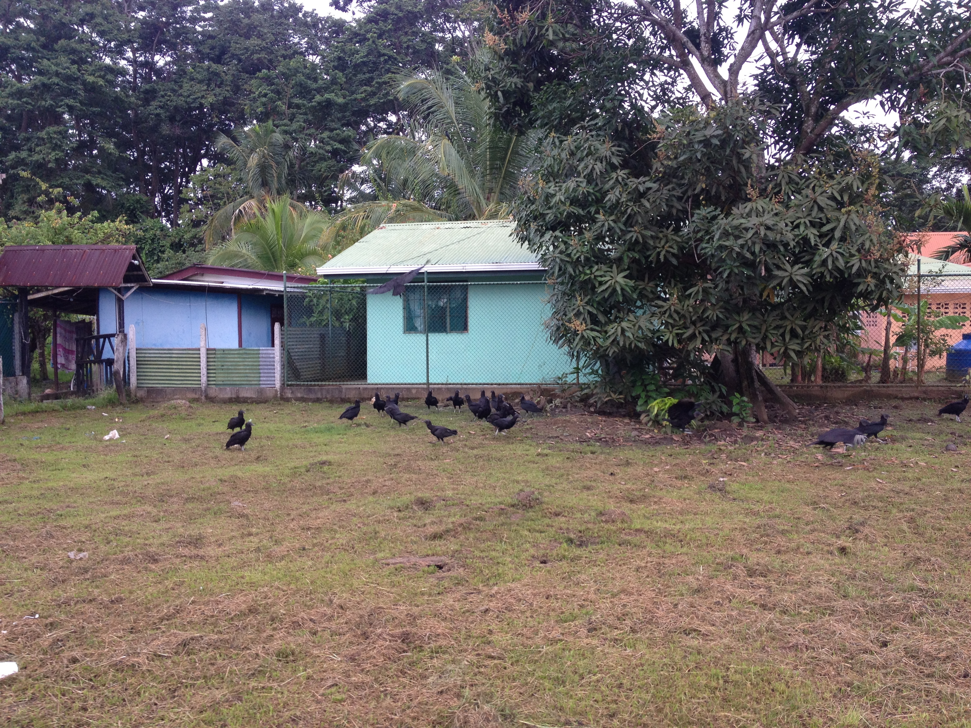 รูปถ่าย คอสตาริกา(Costa Rica) ปวยร์โตเบียโฆเดตาลามังกา(Puerto Viejo de Talamanca) 2015-03 52