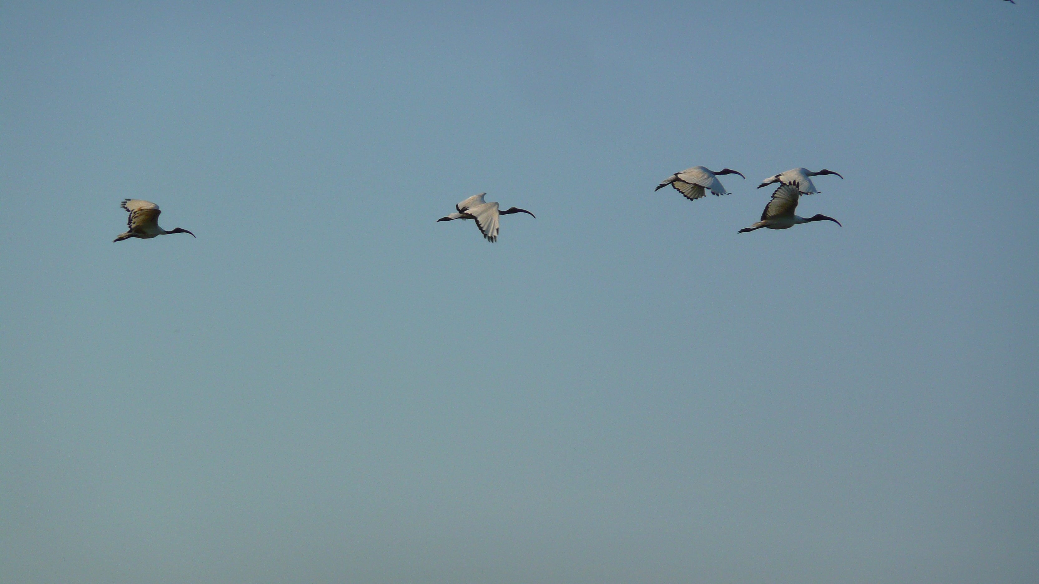รูปถ่าย ฝรั่งเศส(France) เกรองเดอ(Guerande) นาเกลือ(Les marais salants) 2007-08 13