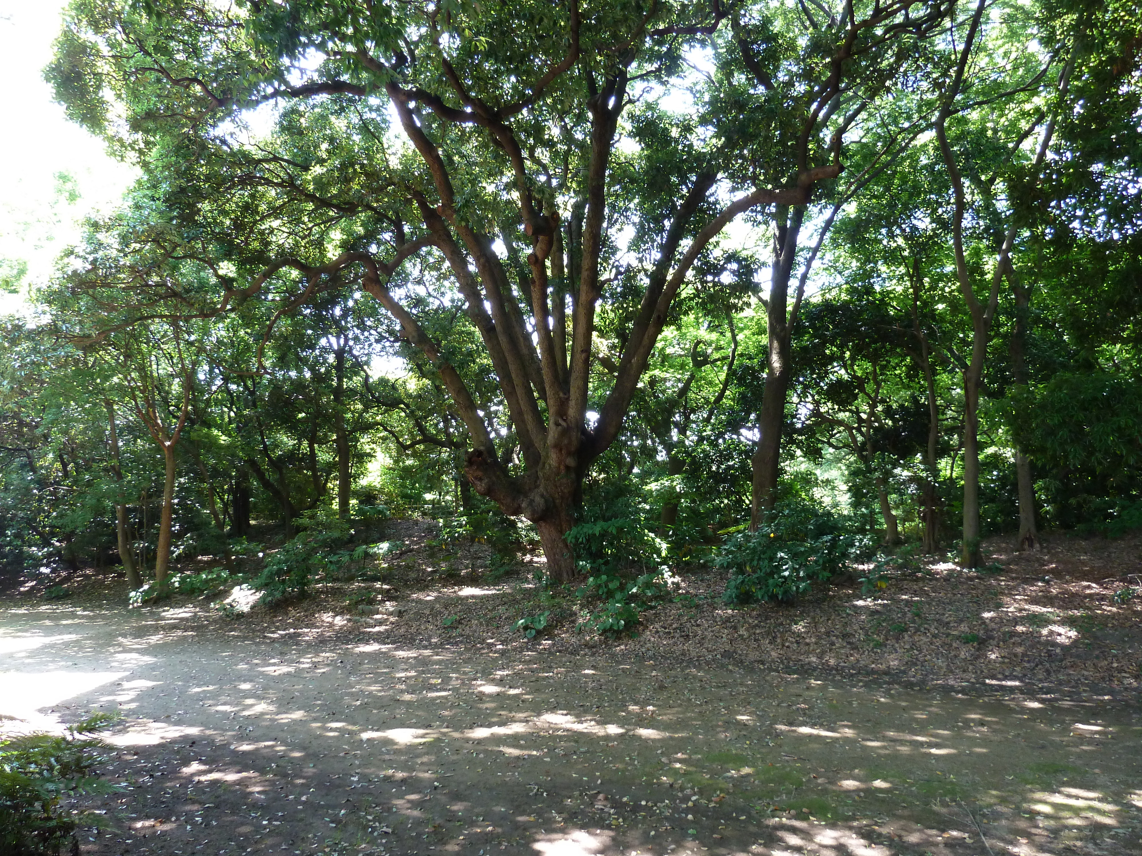 รูปถ่าย ญี่ปุ่น(Japan) โตเกียว(Tokyo) สวนฮามะริคิว(Hama rikyu Gardens) 2010-06 102
