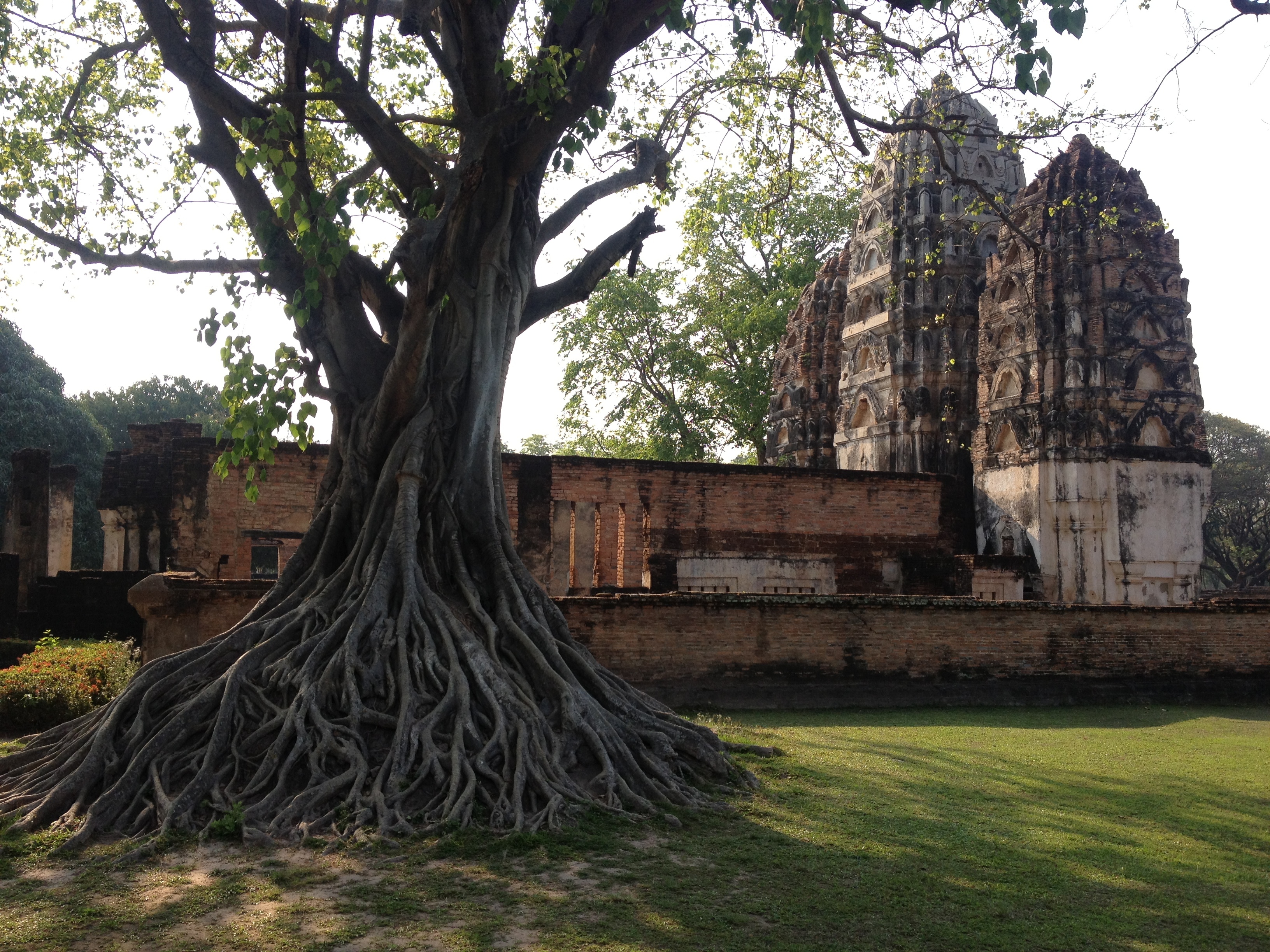 รูปถ่าย ไทย(Thailand) สุโขทัย(Sukhothai) 2014-02 30