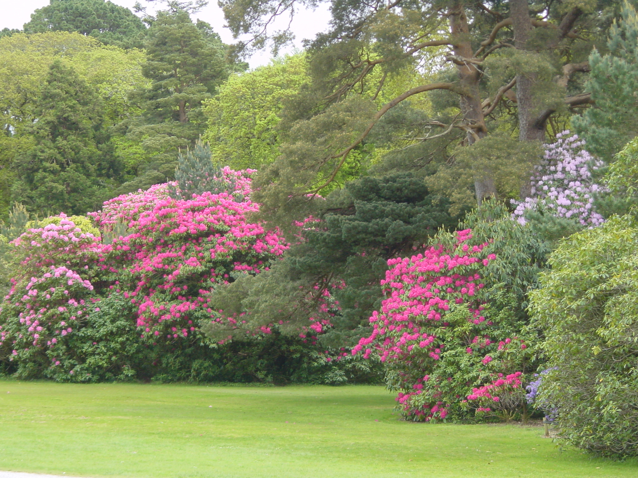 รูปถ่าย ไอร์แลนด์(Ireland) เคอร์รี่(Kerry) สวนสาธารณะคิลลาร์นีย์เนชั่นเนล(Killarney National Park) บ้านมัครอส(Muckross House) 2004-05 16