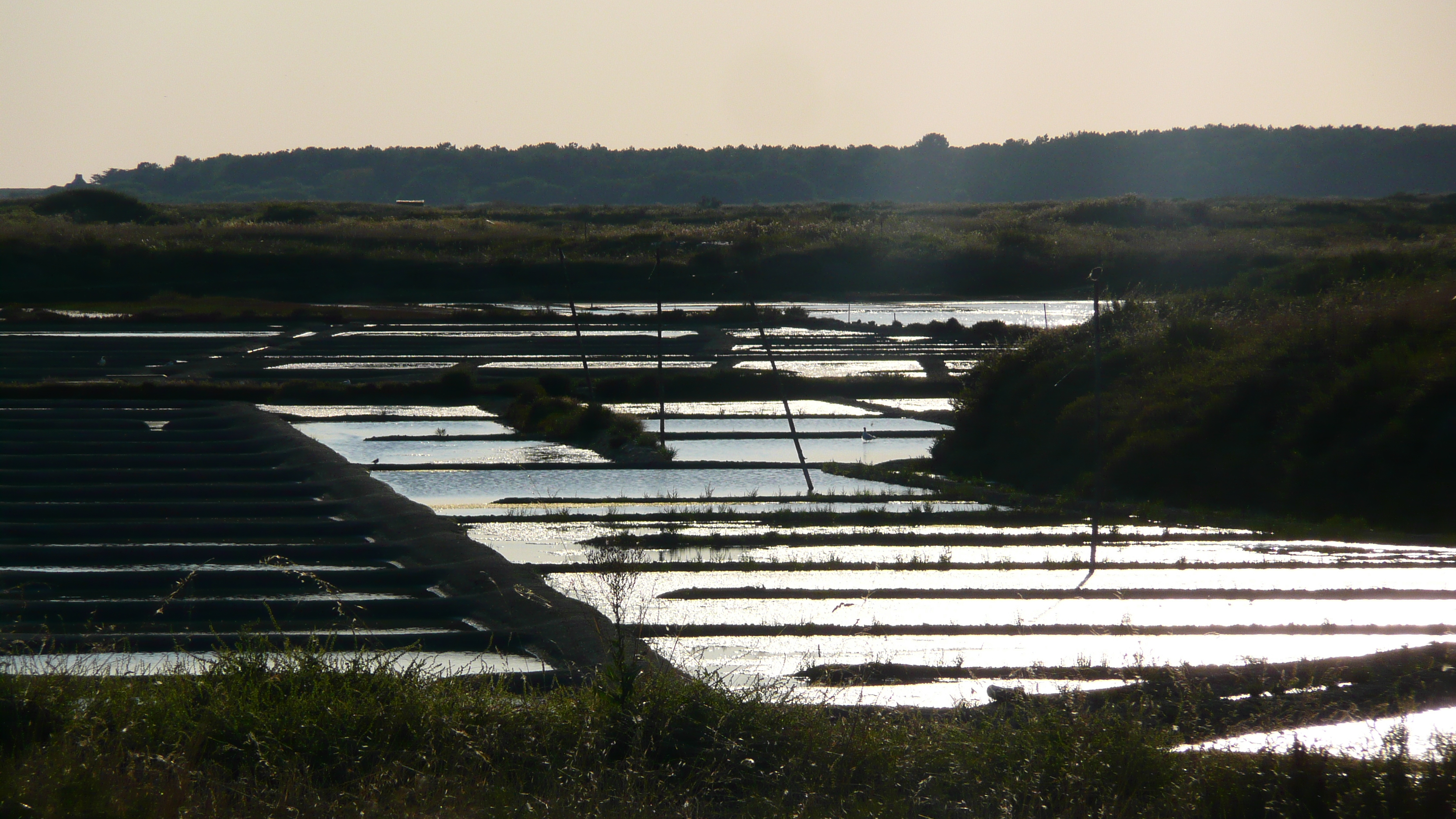 รูปถ่าย ฝรั่งเศส(France) เกรองเดอ(Guerande) นาเกลือ(Les marais salants) 2007-08 1