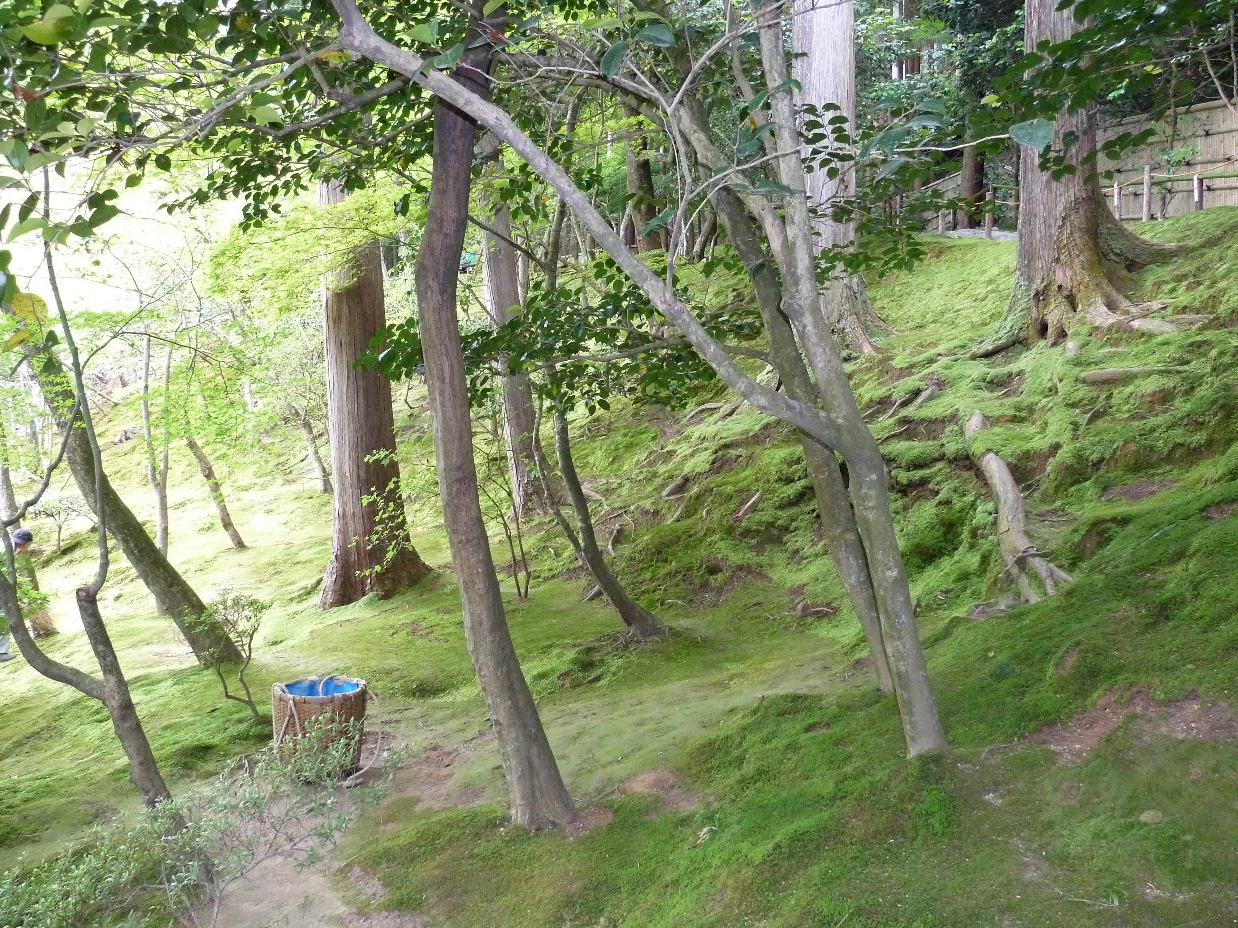 รูปถ่าย ญี่ปุ่น(Japan) เกียวโต(Kyoto) วัดกินกะกุจิ (ศาลาเงิน)(Ginkakuji Temple(Silver Pavilion)) 2010-06 68