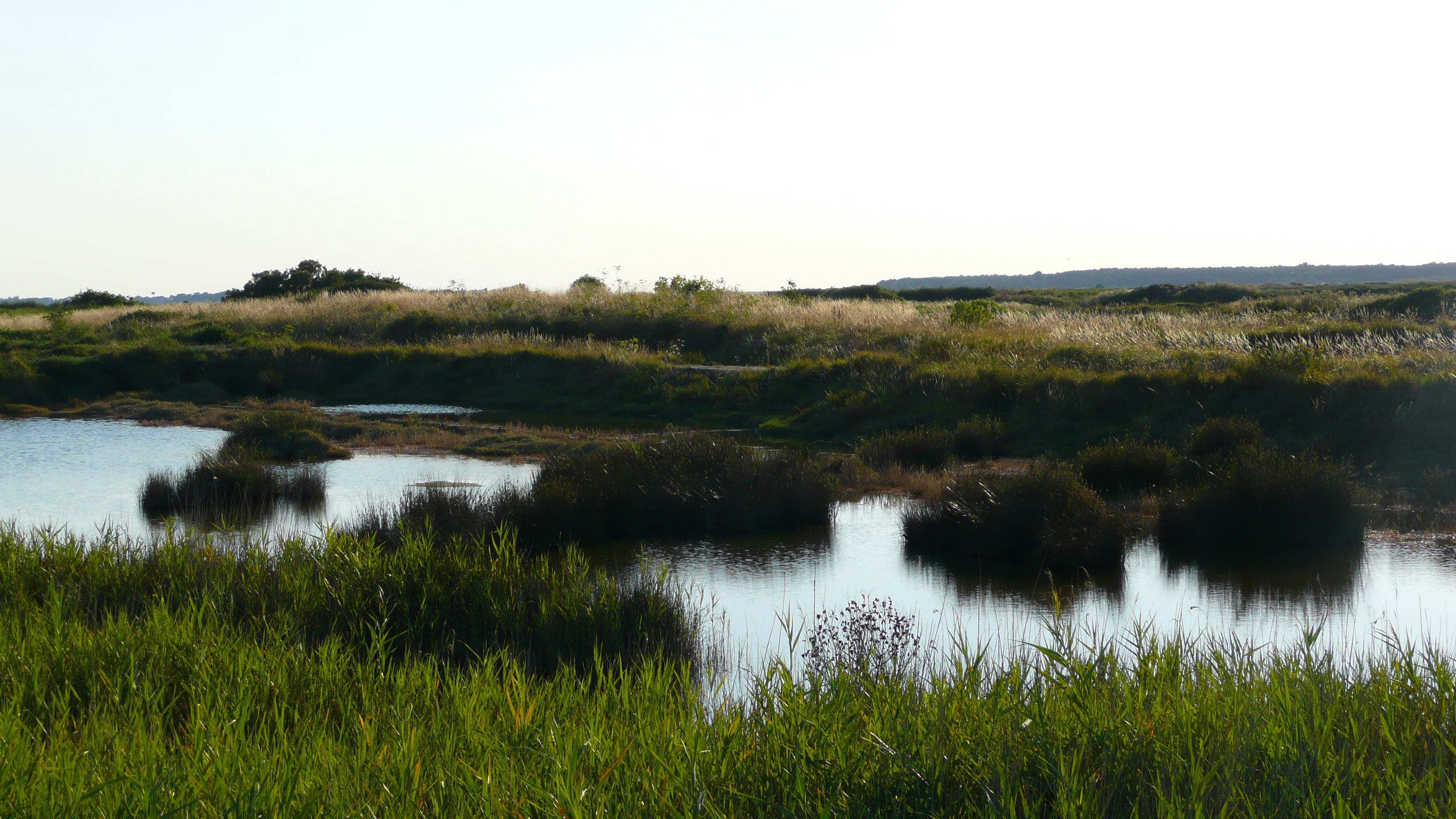 รูปถ่าย ฝรั่งเศส(France) เกรองเดอ(Guerande) นาเกลือ(Les marais salants) 2007-08 24