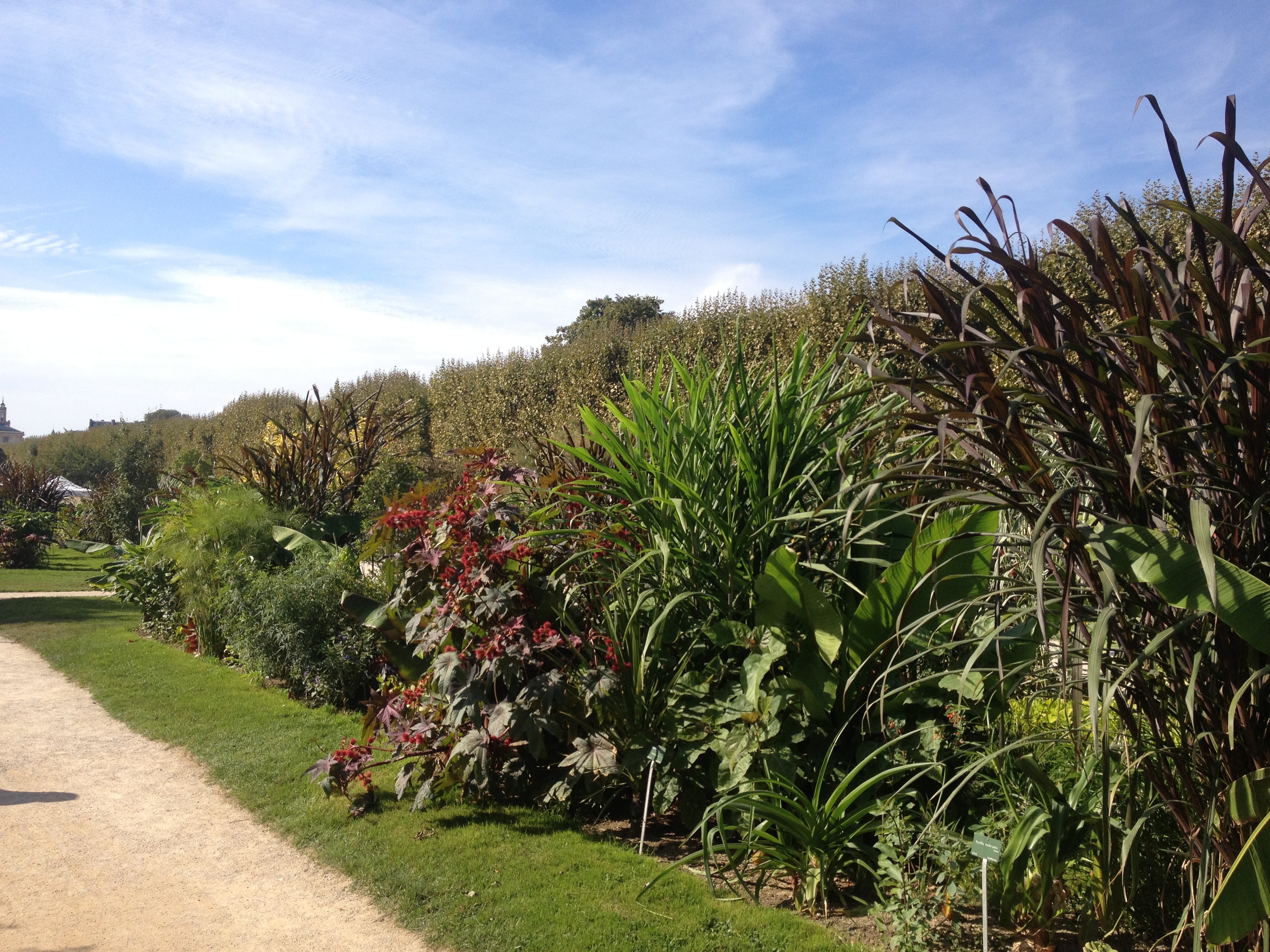 รูปถ่าย ฝรั่งเศส(France) ปารีส(Paris) สวนพันธ์ุพืช(Jardin des Plantes) 2014-09 24