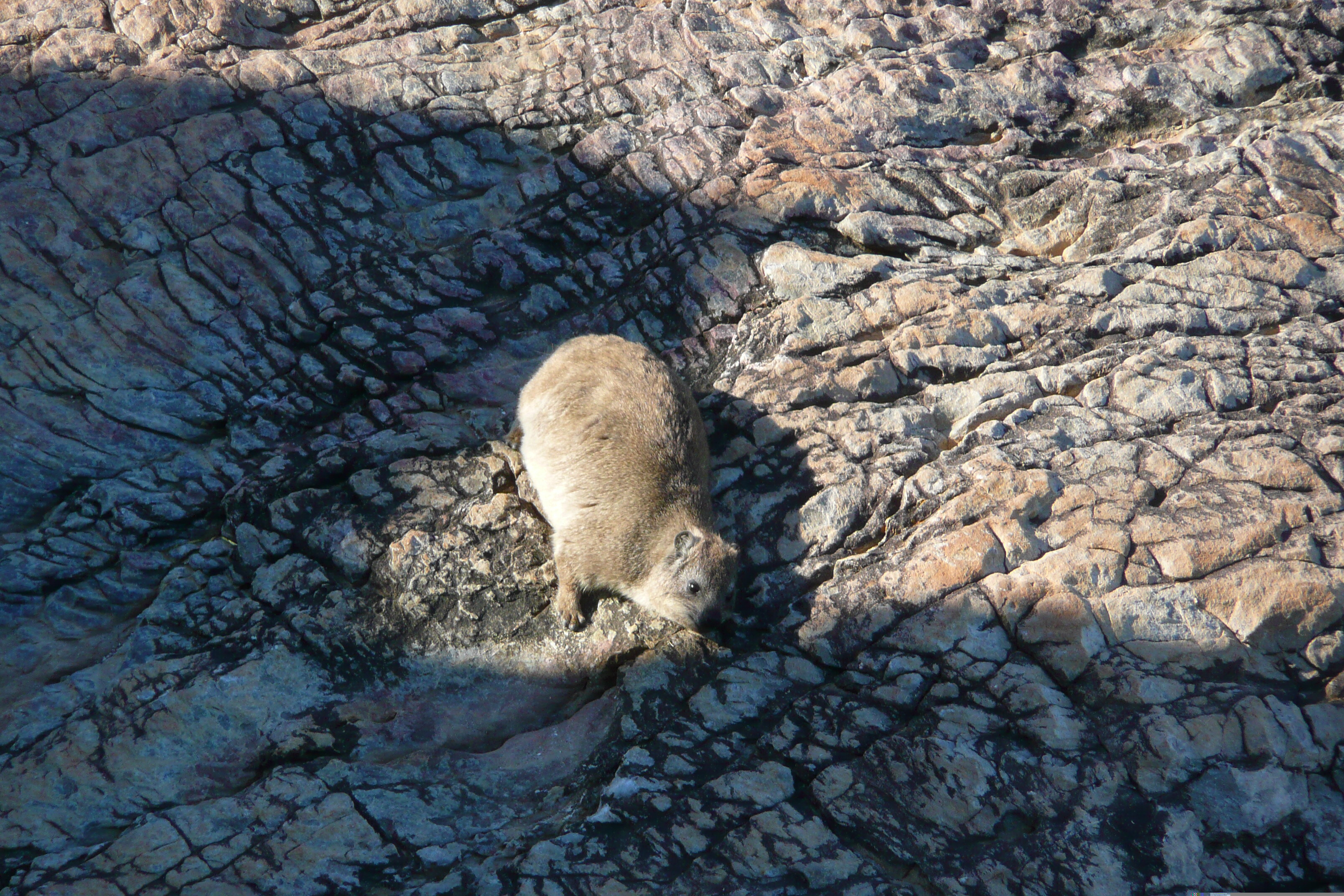 รูปถ่าย แอฟริกาใต้(South Africa) เฮอร์มานัส(Harmanus) 2008-09 262