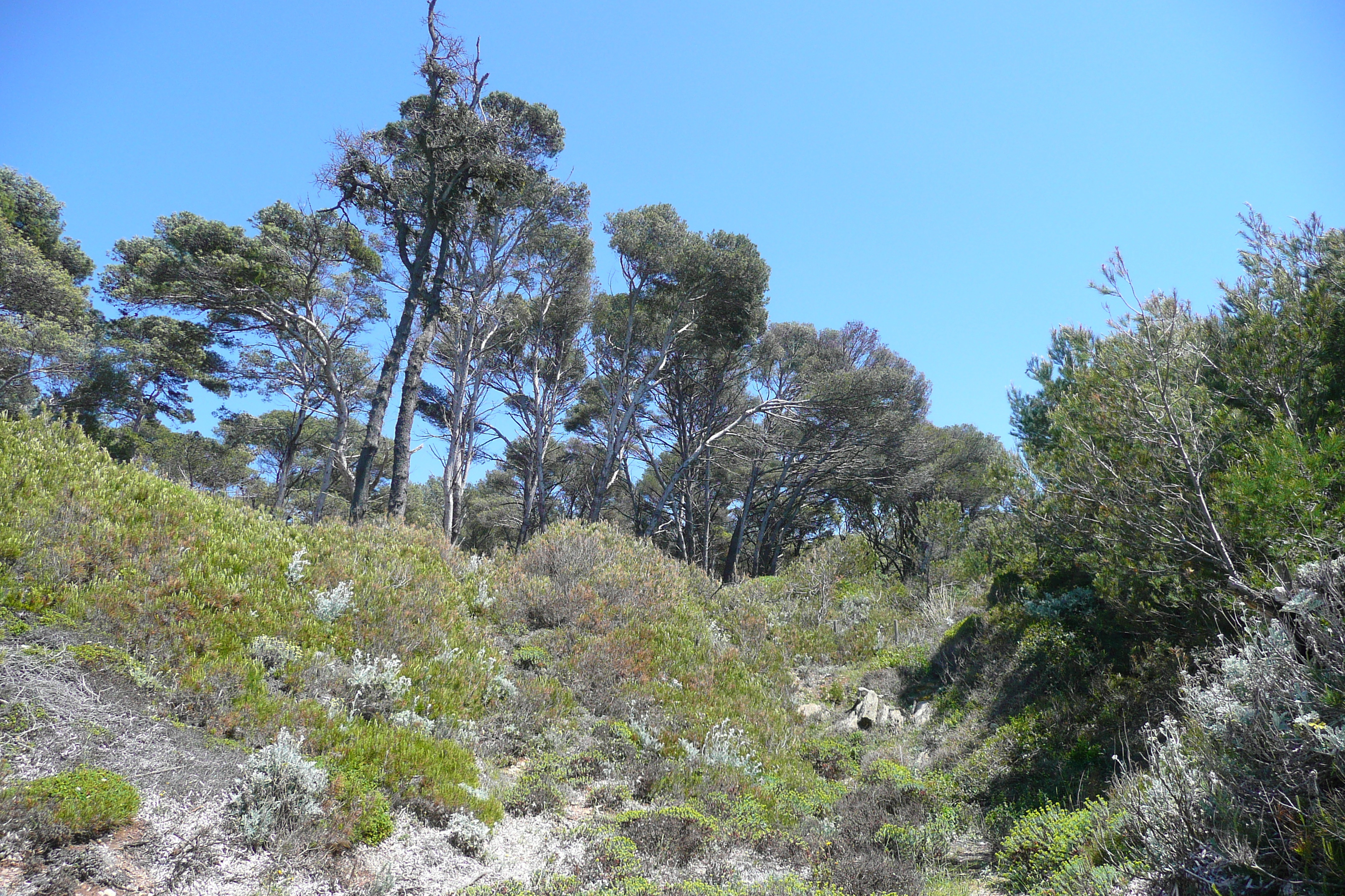 รูปถ่าย ฝรั่งเศส(France) เกาะปอร์เกอรอล(Porquerolles Island) หาดกูร์ตาด(Courtade beach) 2008-05 56