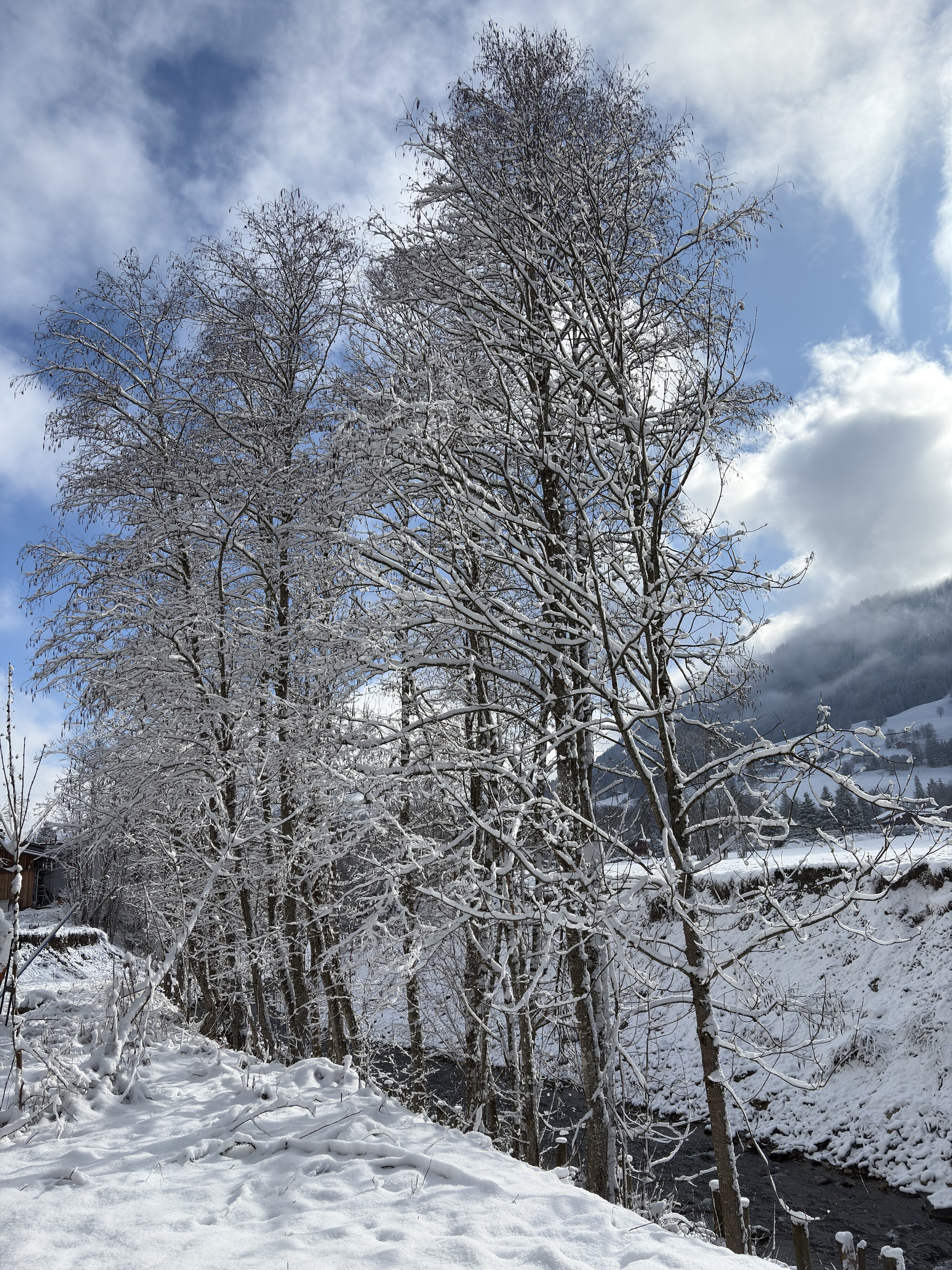 รูปถ่าย ฝรั่งเศส(France) ปรา-ซูร์-อาร์ลี(Praz sur Arly) 2025-02 86
