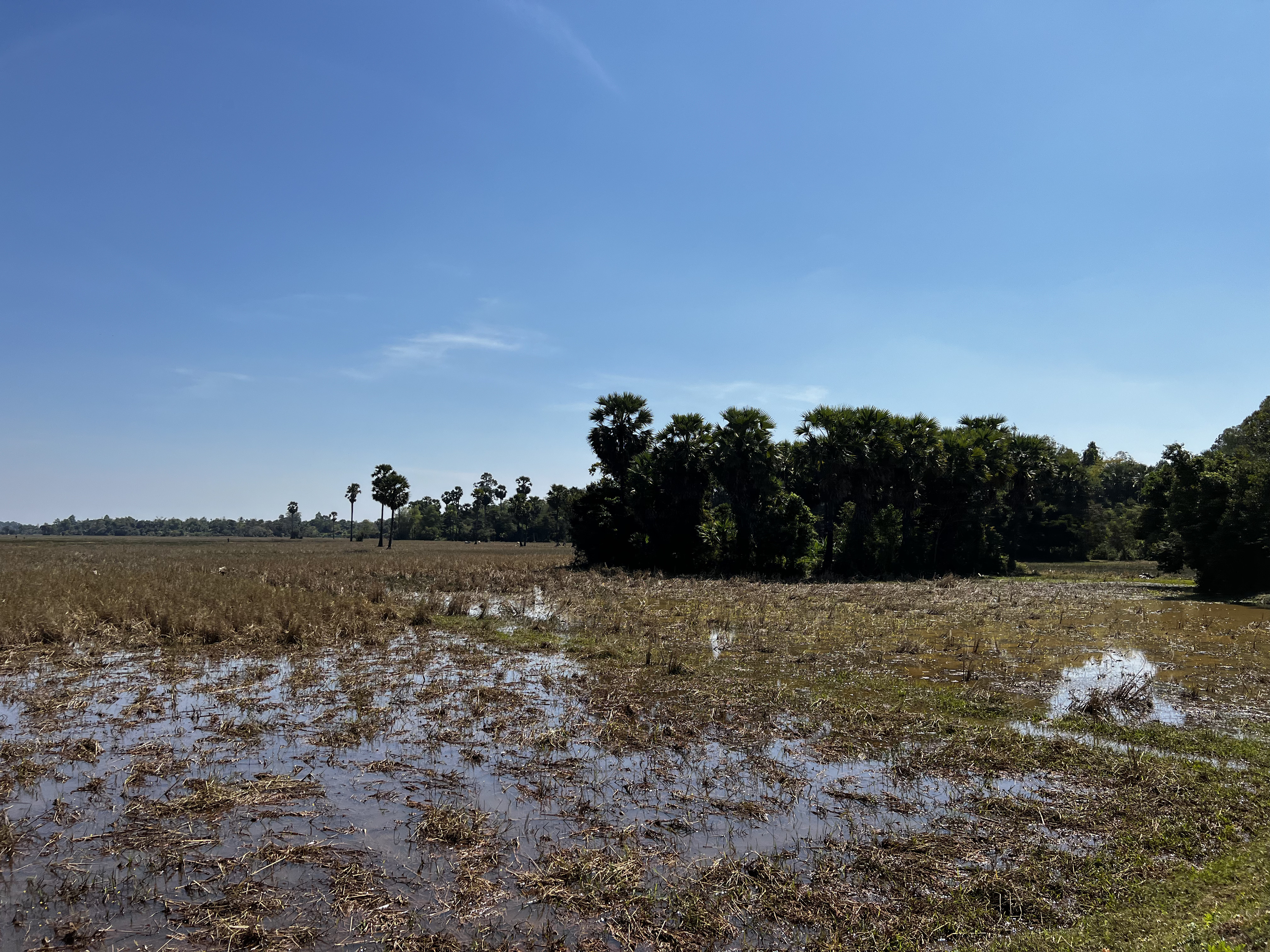 รูปถ่าย กัมพูชา(Cambodia) เสียมราฐ(Siem Reap) 2023-01 81
