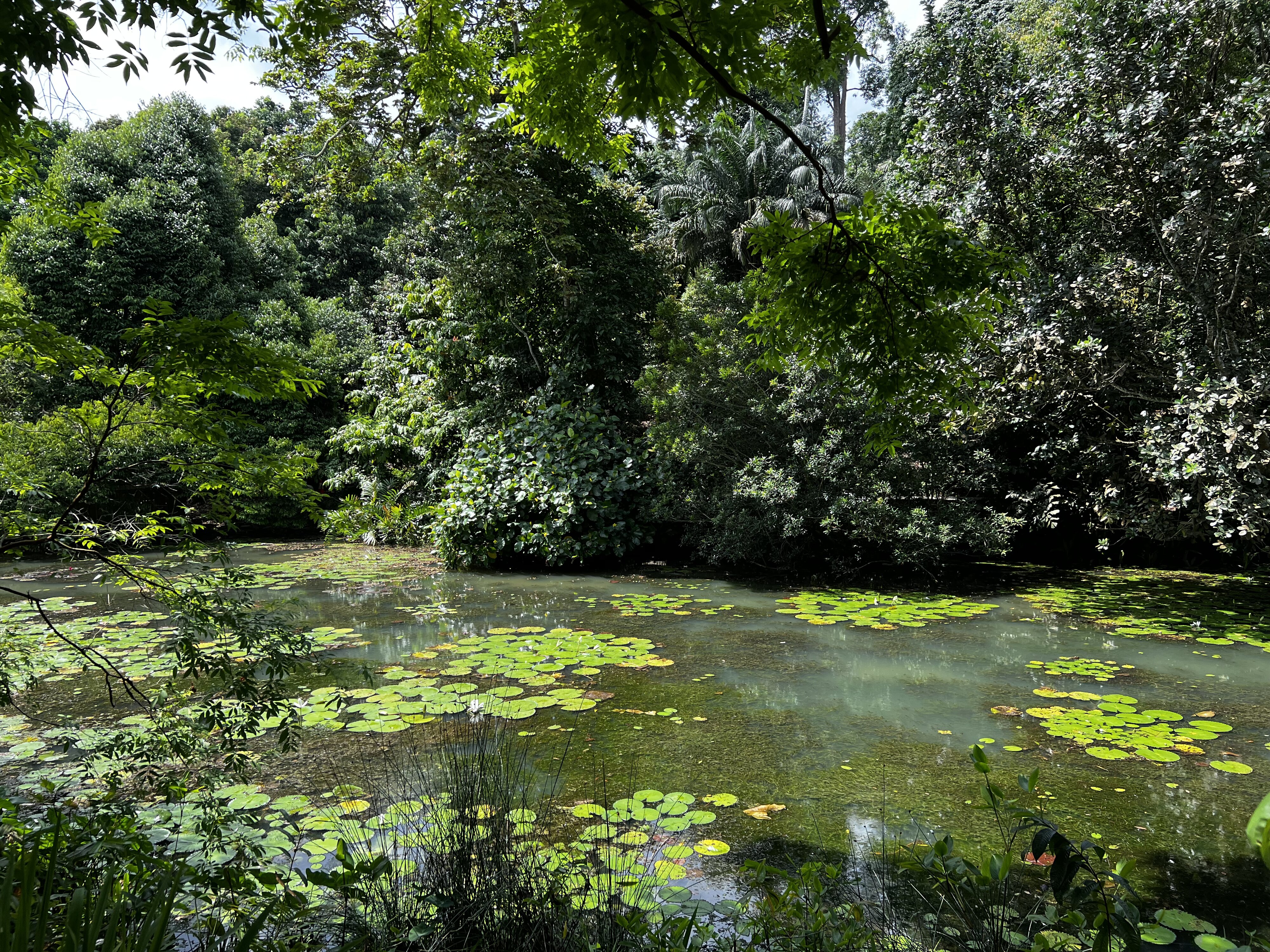 รูปถ่าย สิงคโปร์(Singapore) สวนพฤกษศาสตร์สิงคโปร์(Singapore Botanic Gardens) 2023-01 6