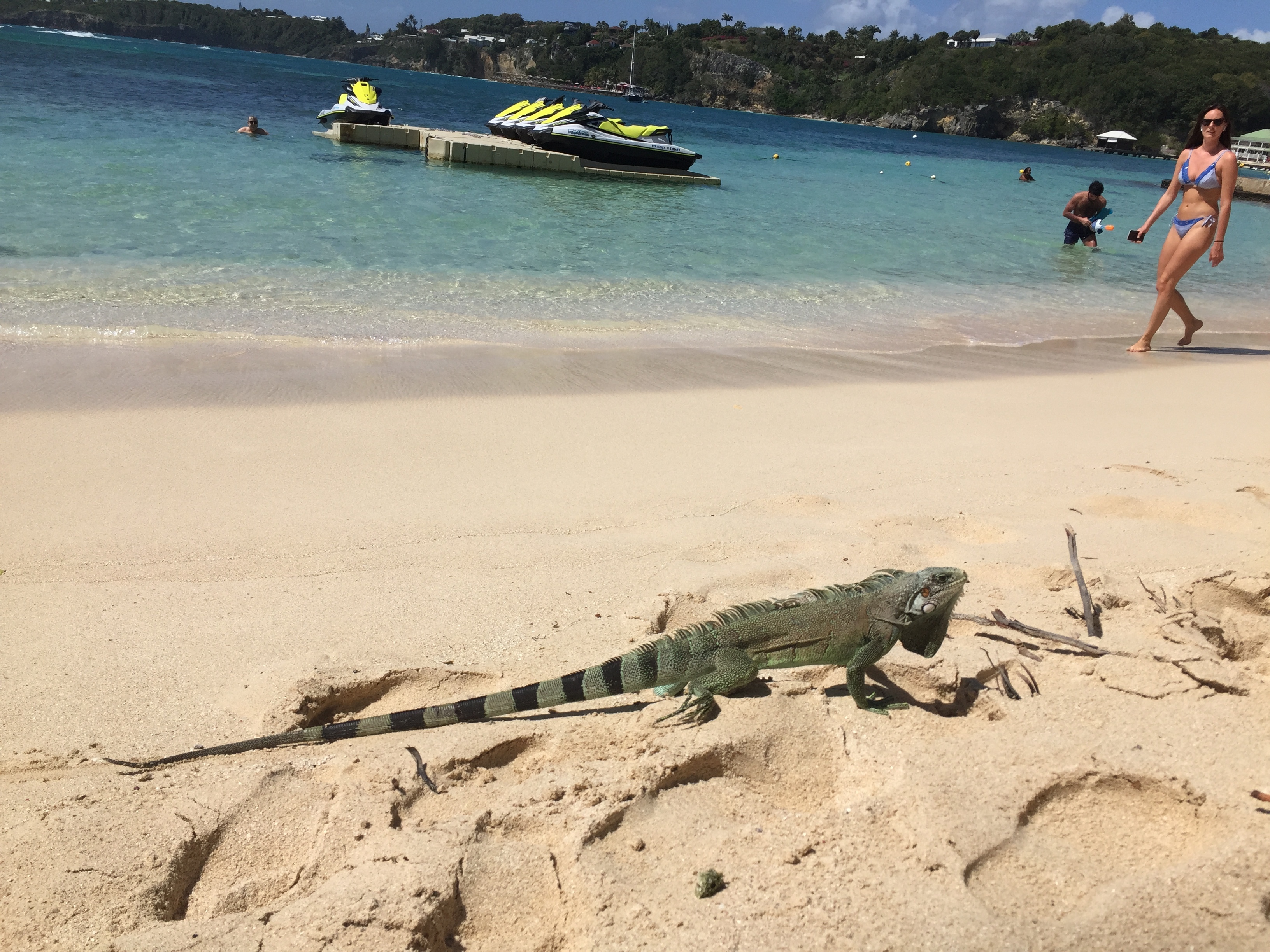รูปถ่าย กวาเดอลูป(Guadeloupe) หาดลาการาแวล(La Caravelle Beach) 2021-02 59