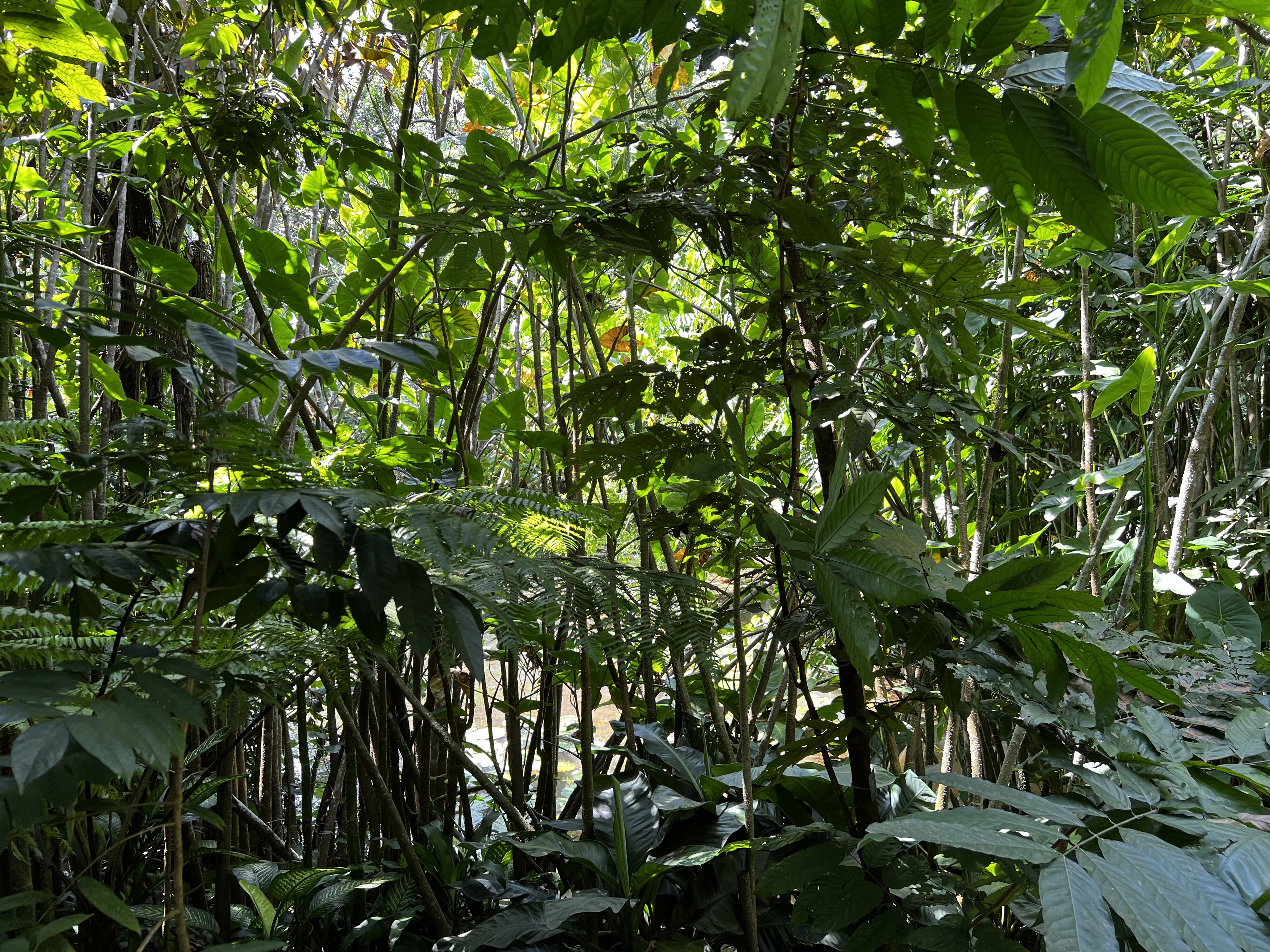 รูปถ่าย สิงคโปร์(Singapore) สวนพฤกษศาสตร์สิงคโปร์(Singapore Botanic Gardens) 2023-01 30
