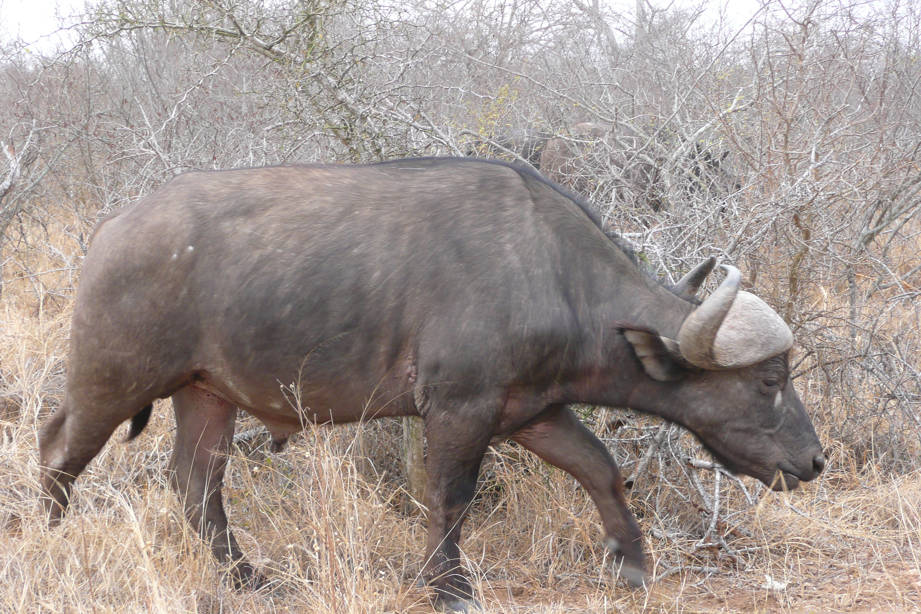 รูปถ่าย แอฟริกาใต้(South Africa) อุทยานแห่งชาติครูเกอร์(Kruger National Park) แม่น้ำซาเบิล(Sable River) 2008-09 1