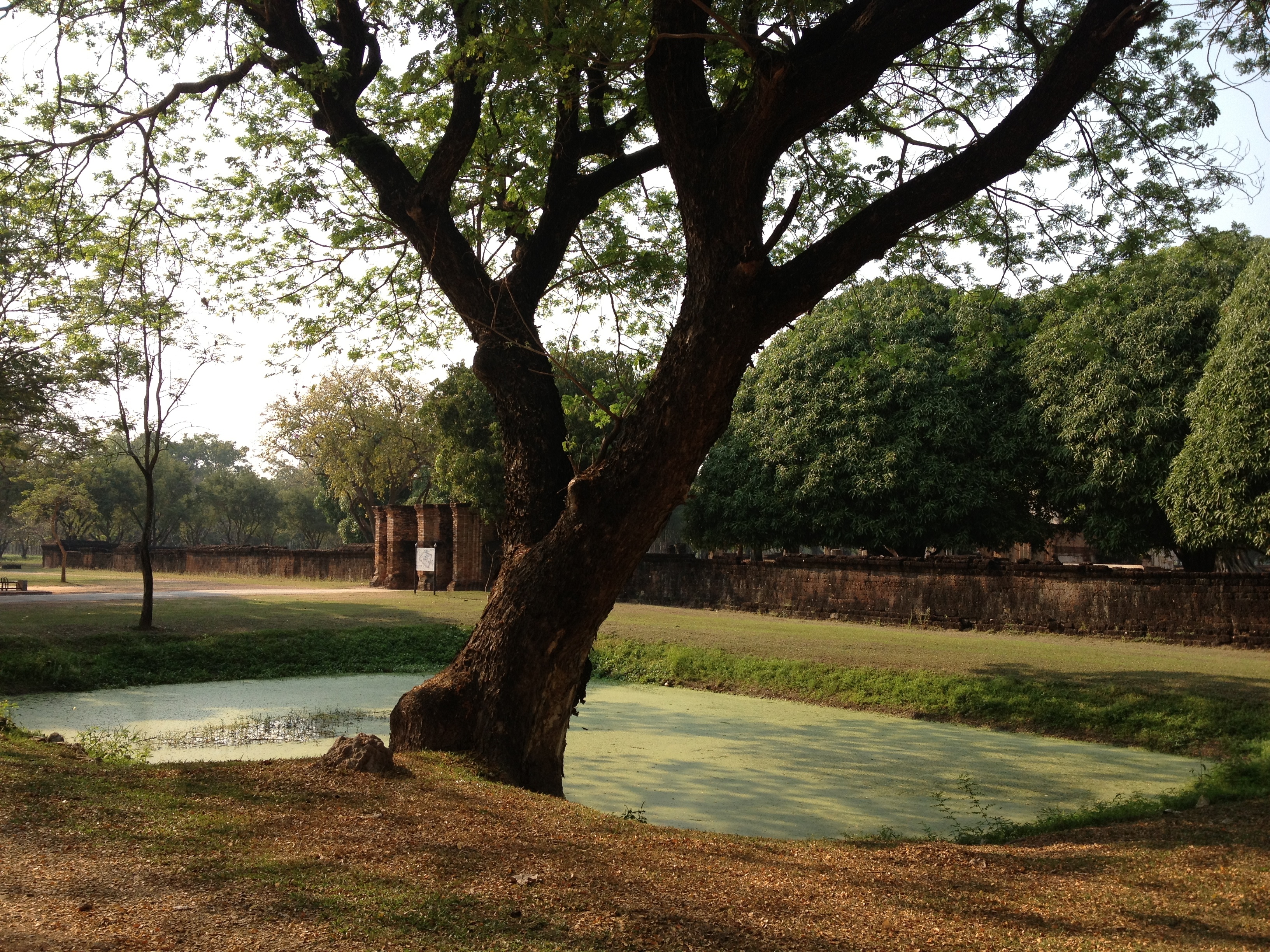 รูปถ่าย ไทย(Thailand) สุโขทัย(Sukhothai) 2014-02 29