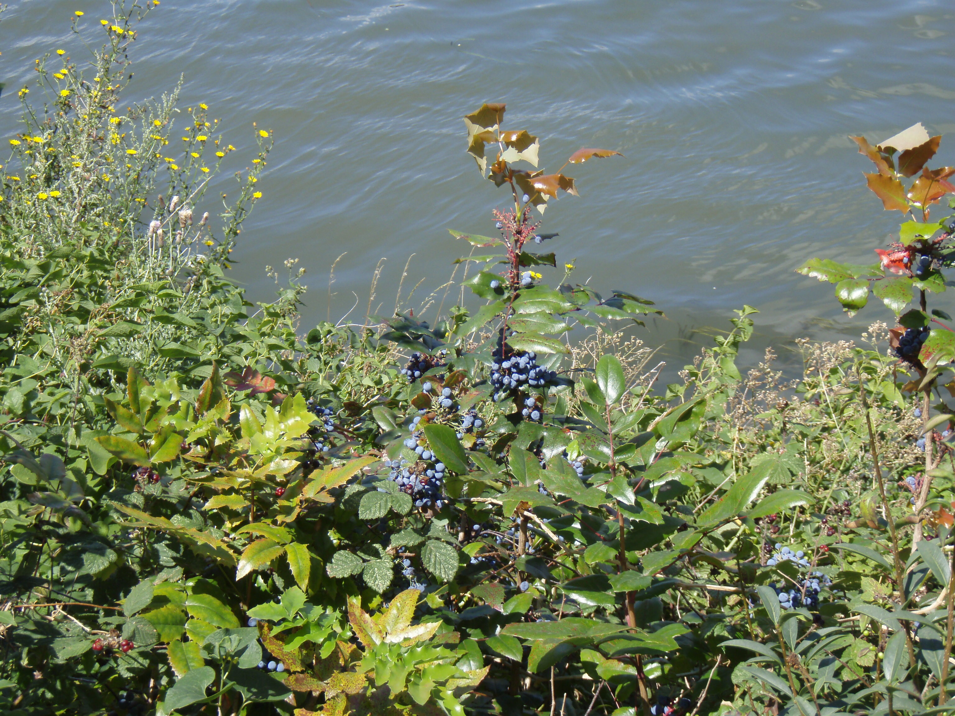 รูปถ่าย ฝรั่งเศส(France) โคลอมบ์(Colombes) เกาะมาร็องต์(L'ile Marrante) 2007-07 22