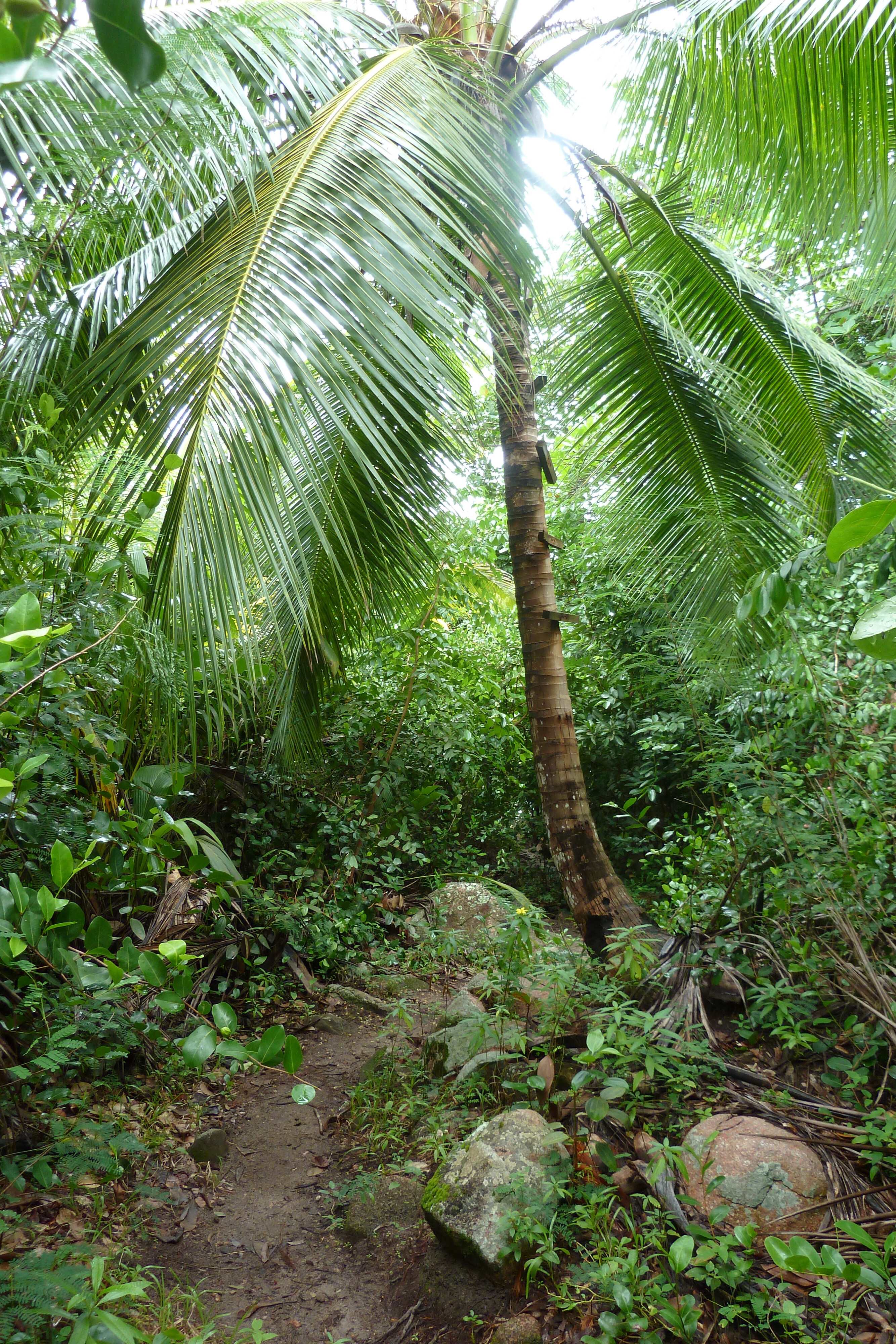 รูปถ่าย เซเชลส์(Seychelles) อ่าวอ็องส์ลาซิโอ(Anse Lazio) 2011-10 125
