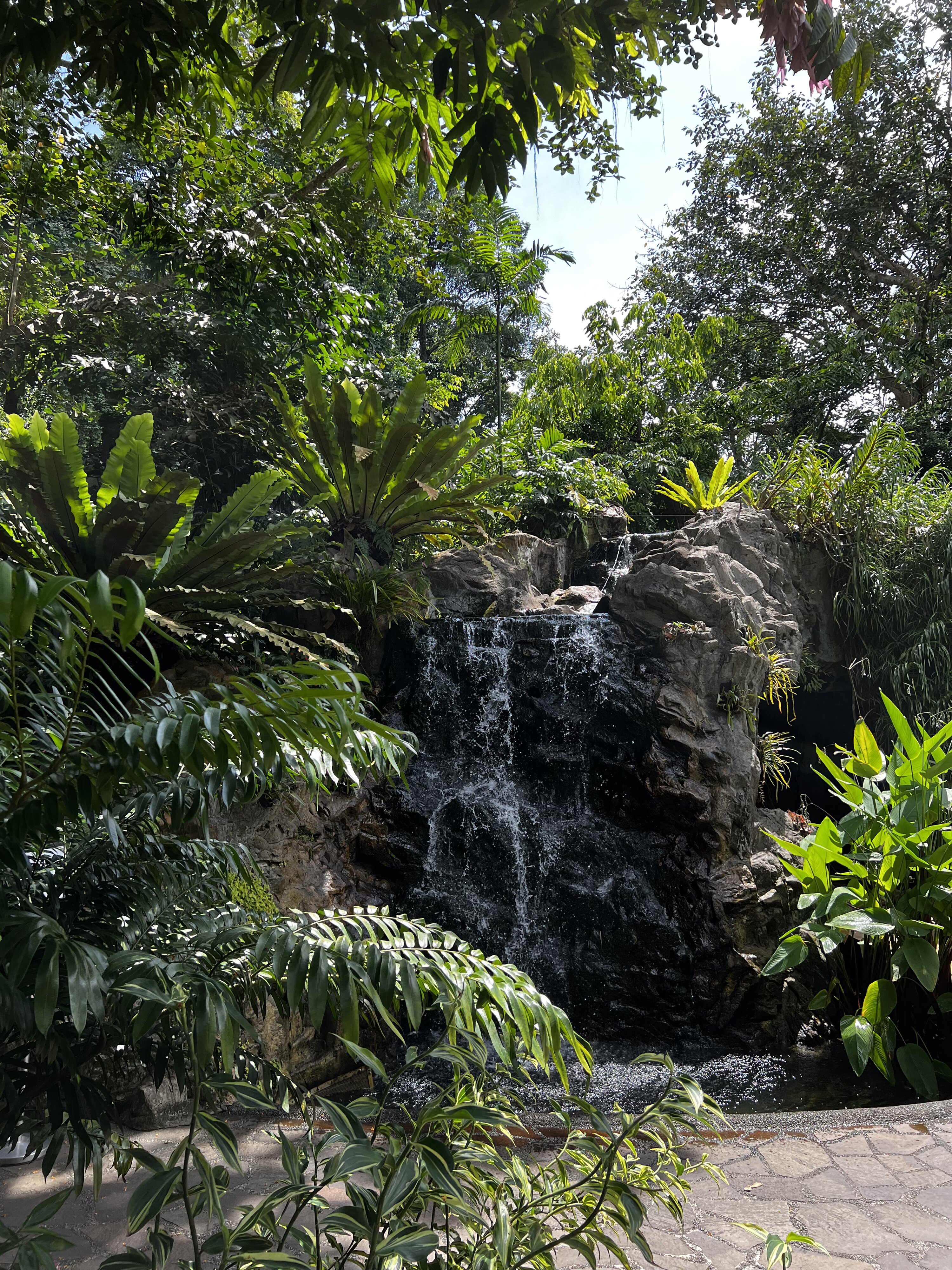 รูปถ่าย สิงคโปร์(Singapore) สวนพฤกษศาสตร์สิงคโปร์(Singapore Botanic Gardens) 2023-01 59