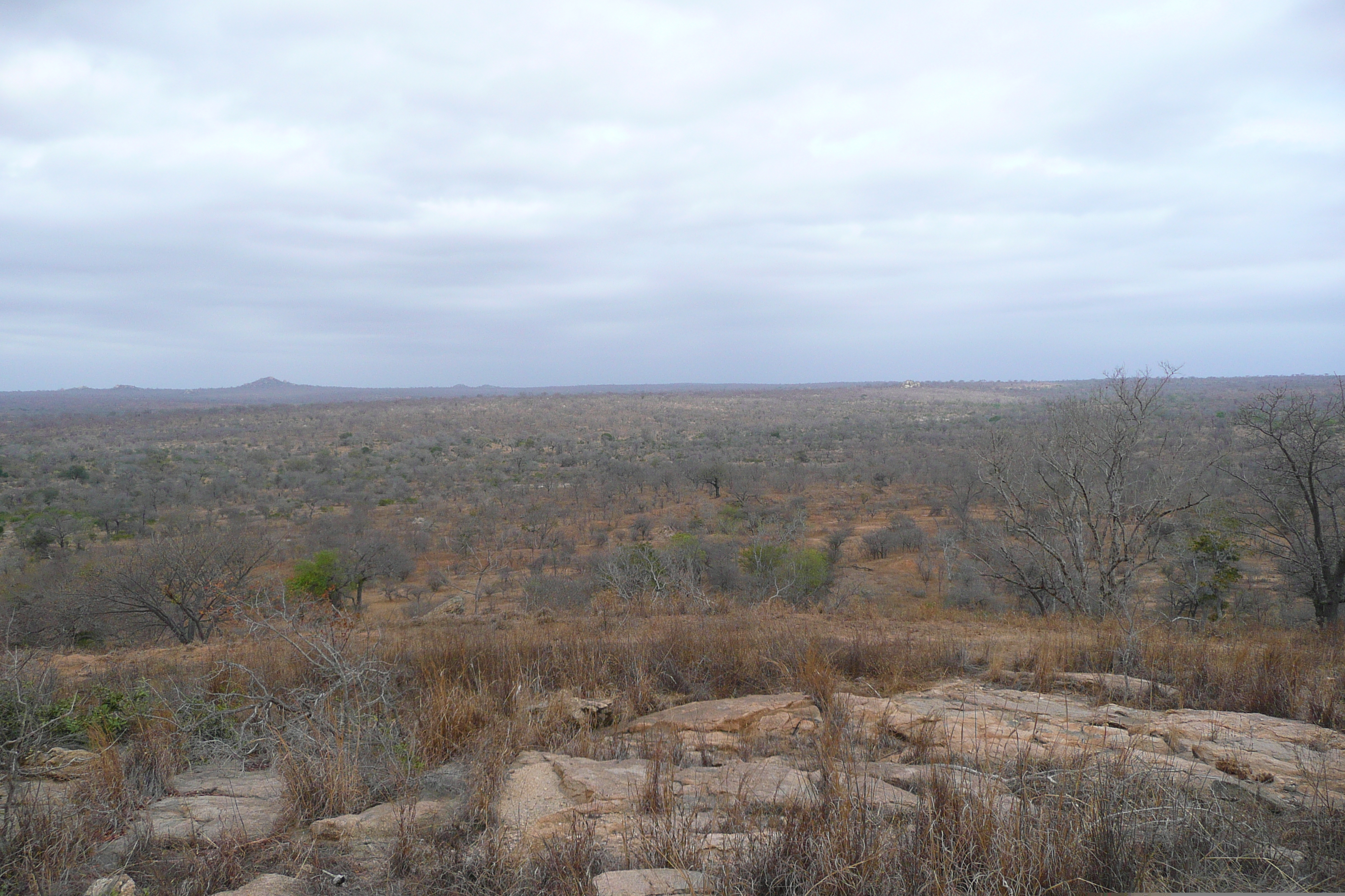 รูปถ่าย แอฟริกาใต้(South Africa) อุทยานแห่งชาติครูเกอร์(Kruger National Park) 2008-09 178