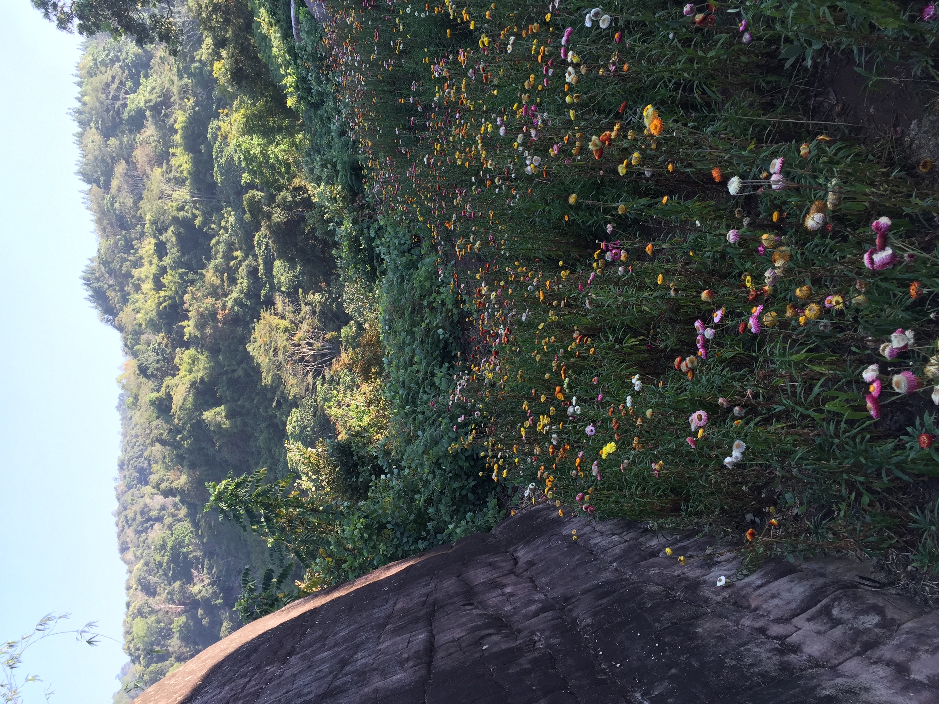 รูปถ่าย ไทย(Thailand) อุทยานแห่งชาติภูหินร่องกล้า(Phu Hin Rong Kla National Park) 2014-12 92