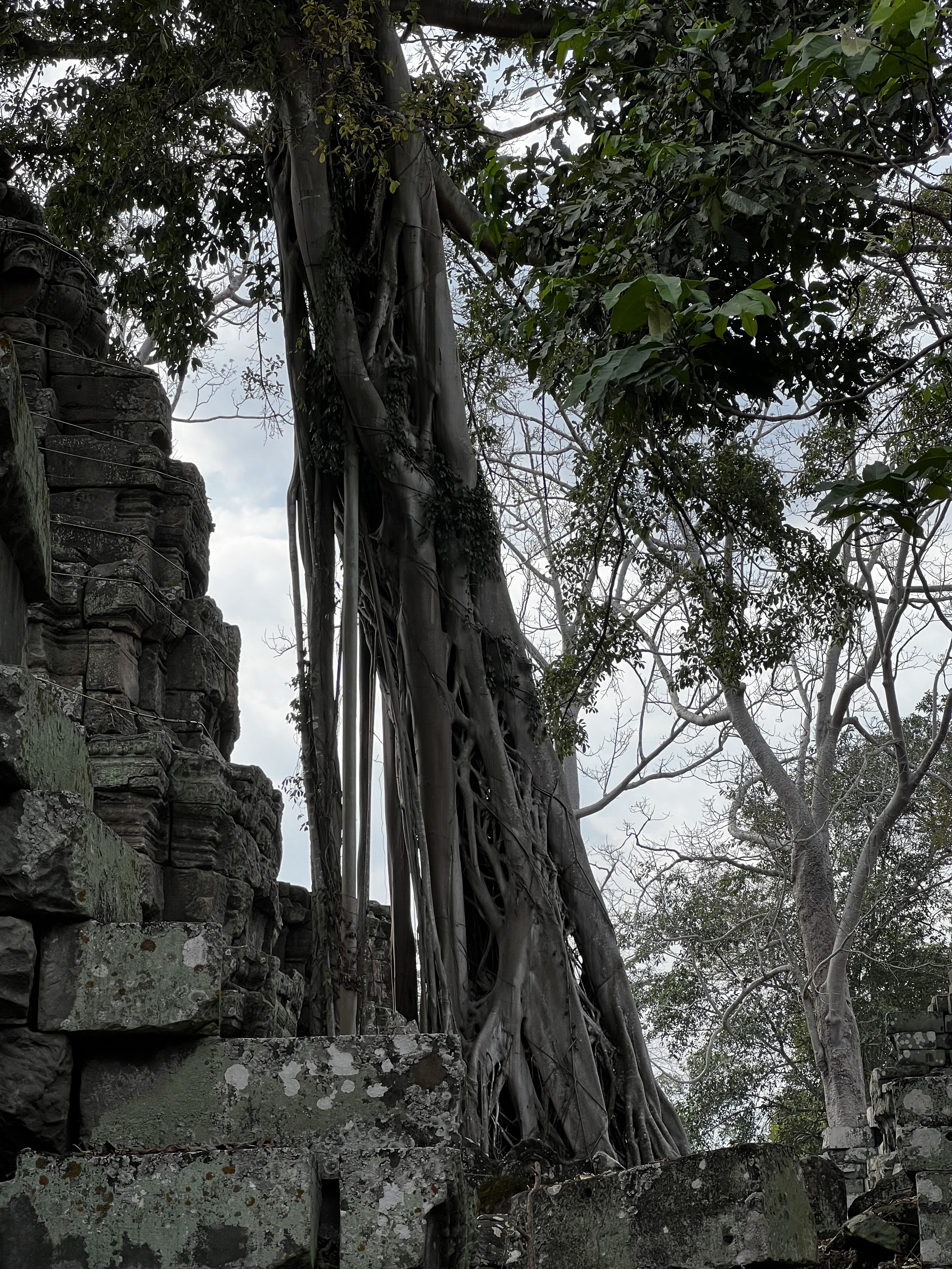 รูปถ่าย กัมพูชา(Cambodia) เสียมราฐ(Siem Reap) ปราสาทตาพรหม(Ta Prohm) 2023-01 138