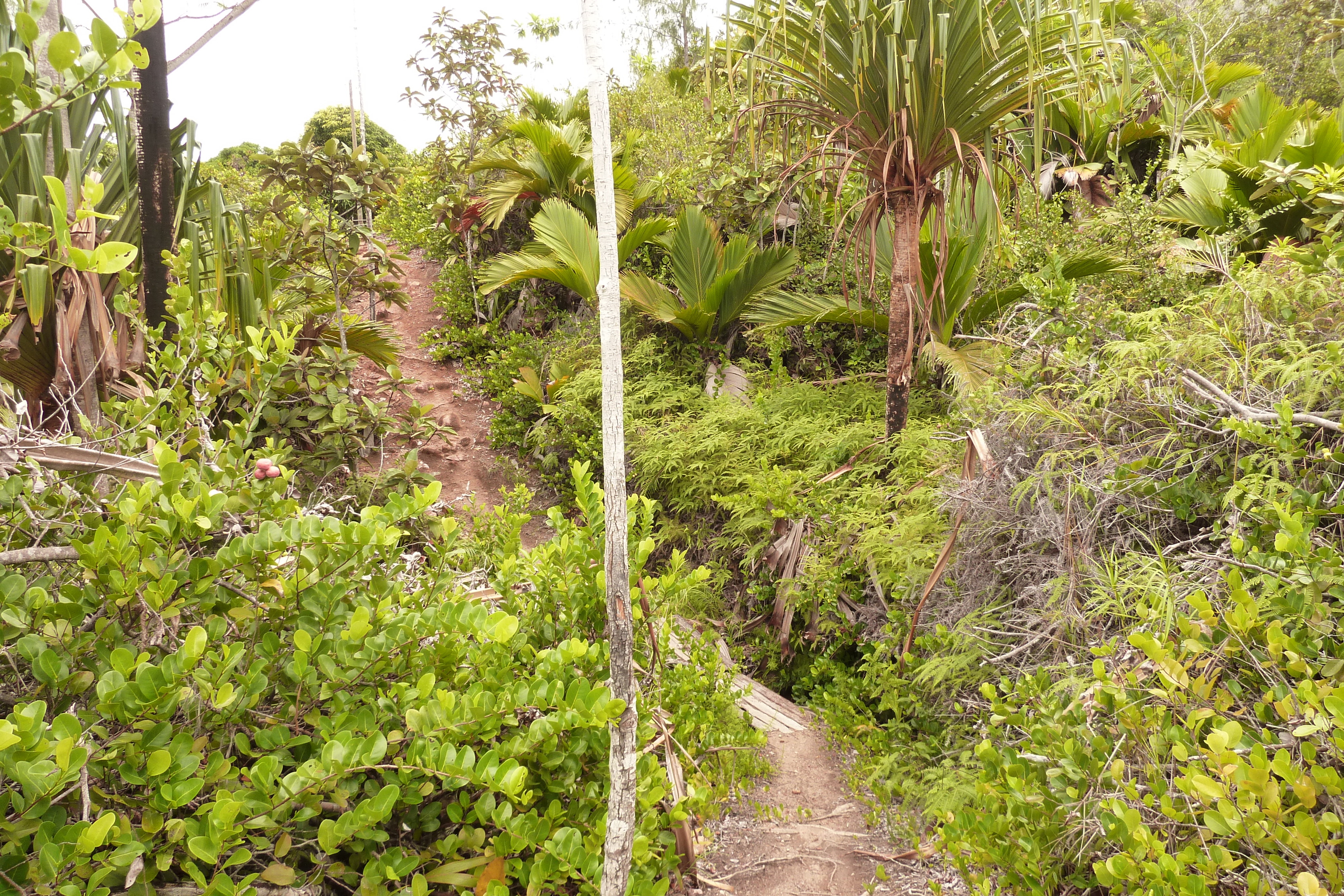 รูปถ่าย เซเชลส์(Seychelles) อ่าวอ็องส์ลาซิโอ(Anse Lazio) 2011-10 20