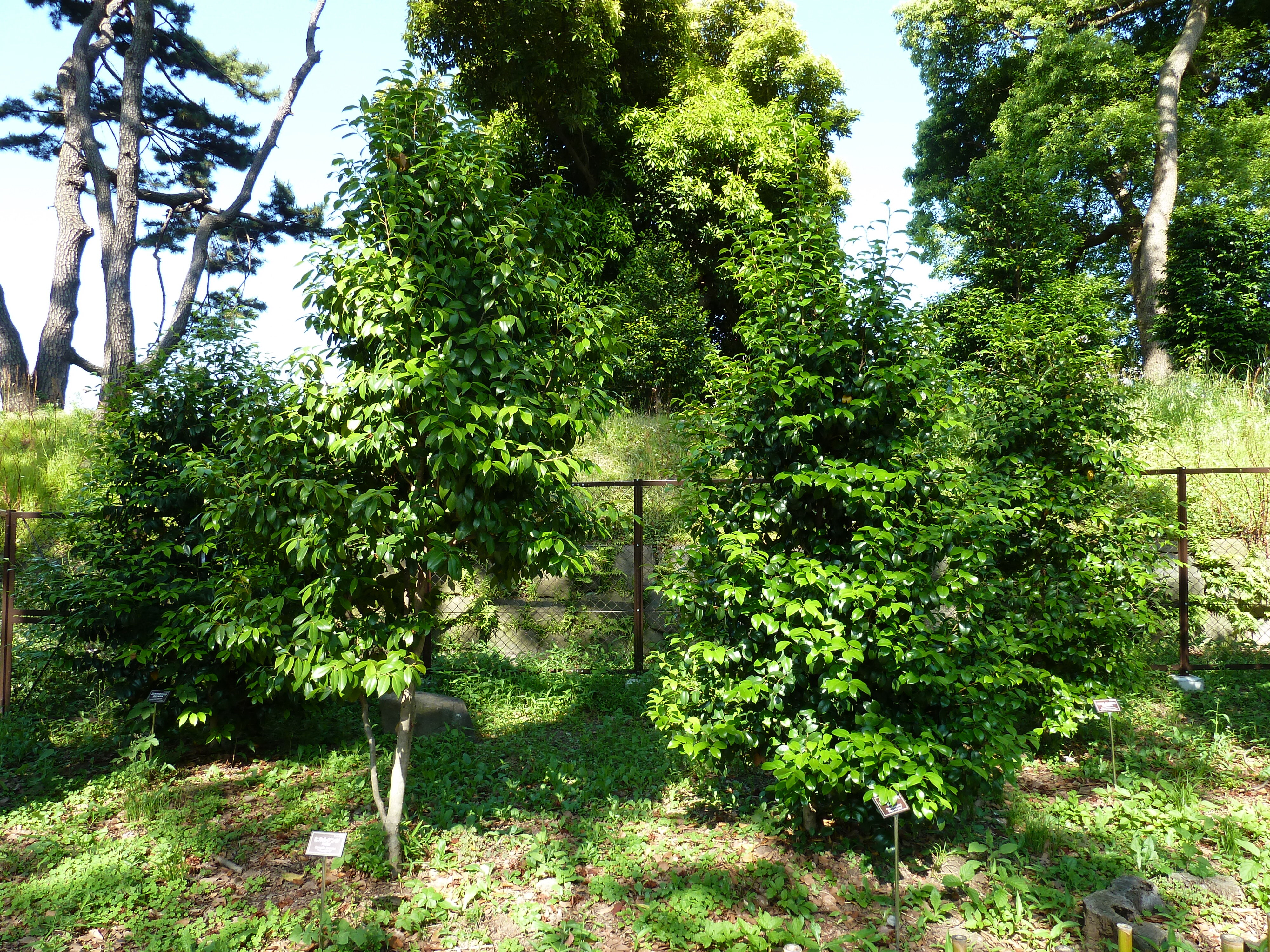 รูปถ่าย ญี่ปุ่น(Japan) โตเกียว(Tokyo) พระราชวังหลวง(Imperial Palace) 2010-06 38
