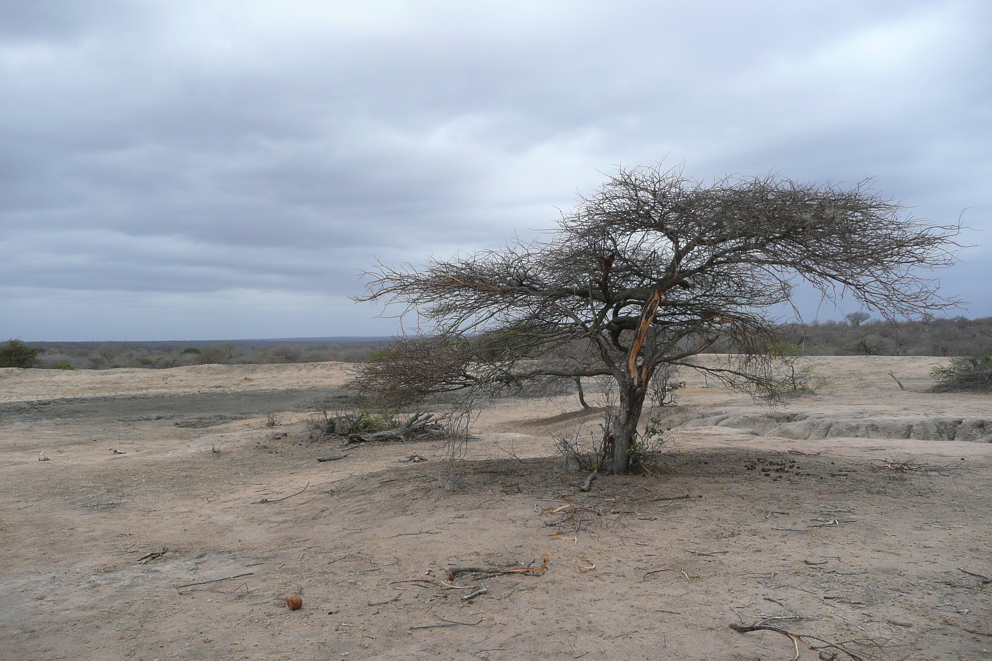 รูปถ่าย แอฟริกาใต้(South Africa) อุทยานแห่งชาติครูเกอร์(Kruger National Park) 2008-09 5