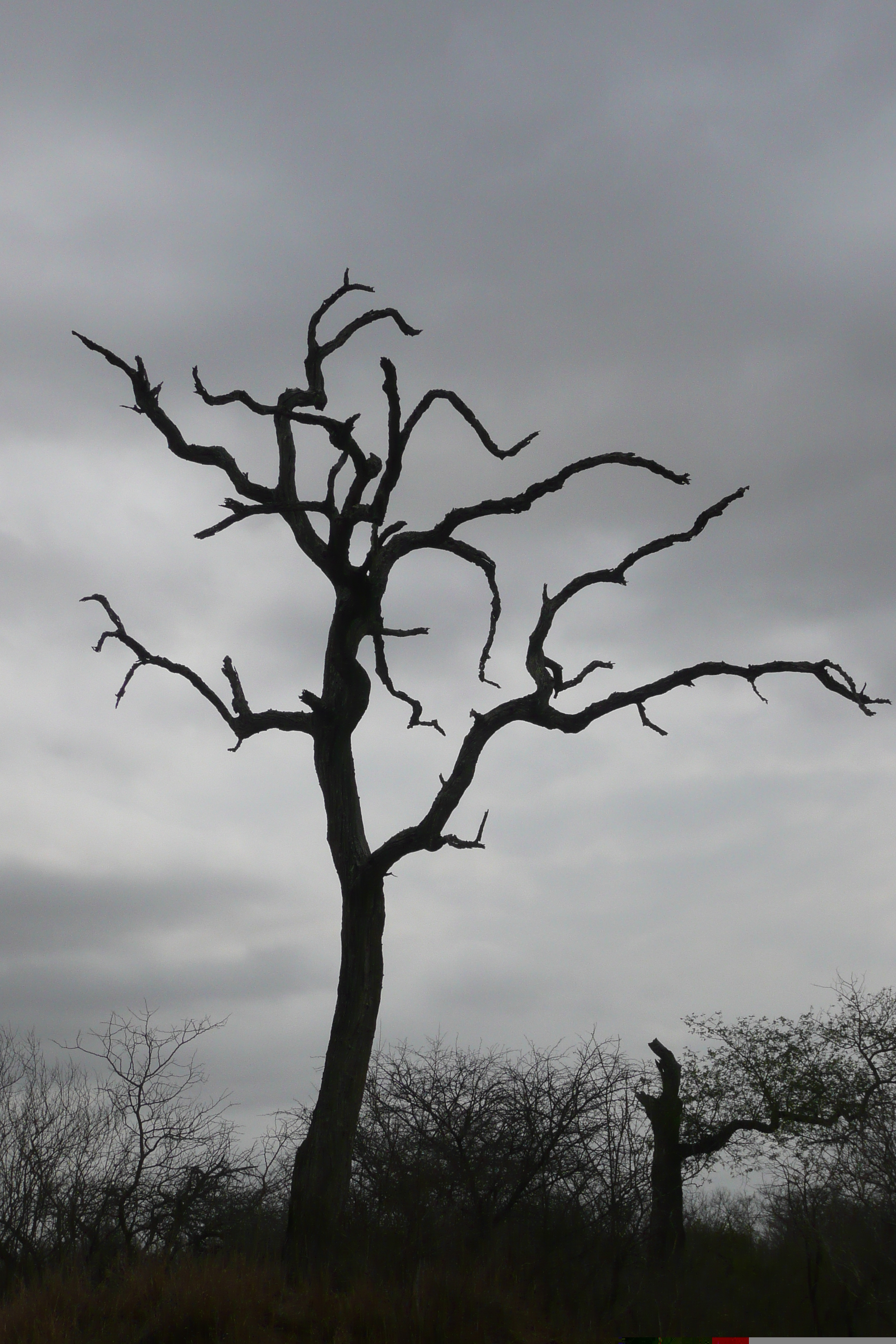 รูปถ่าย แอฟริกาใต้(South Africa) อุทยานแห่งชาติครูเกอร์(Kruger National Park) 2008-09 112