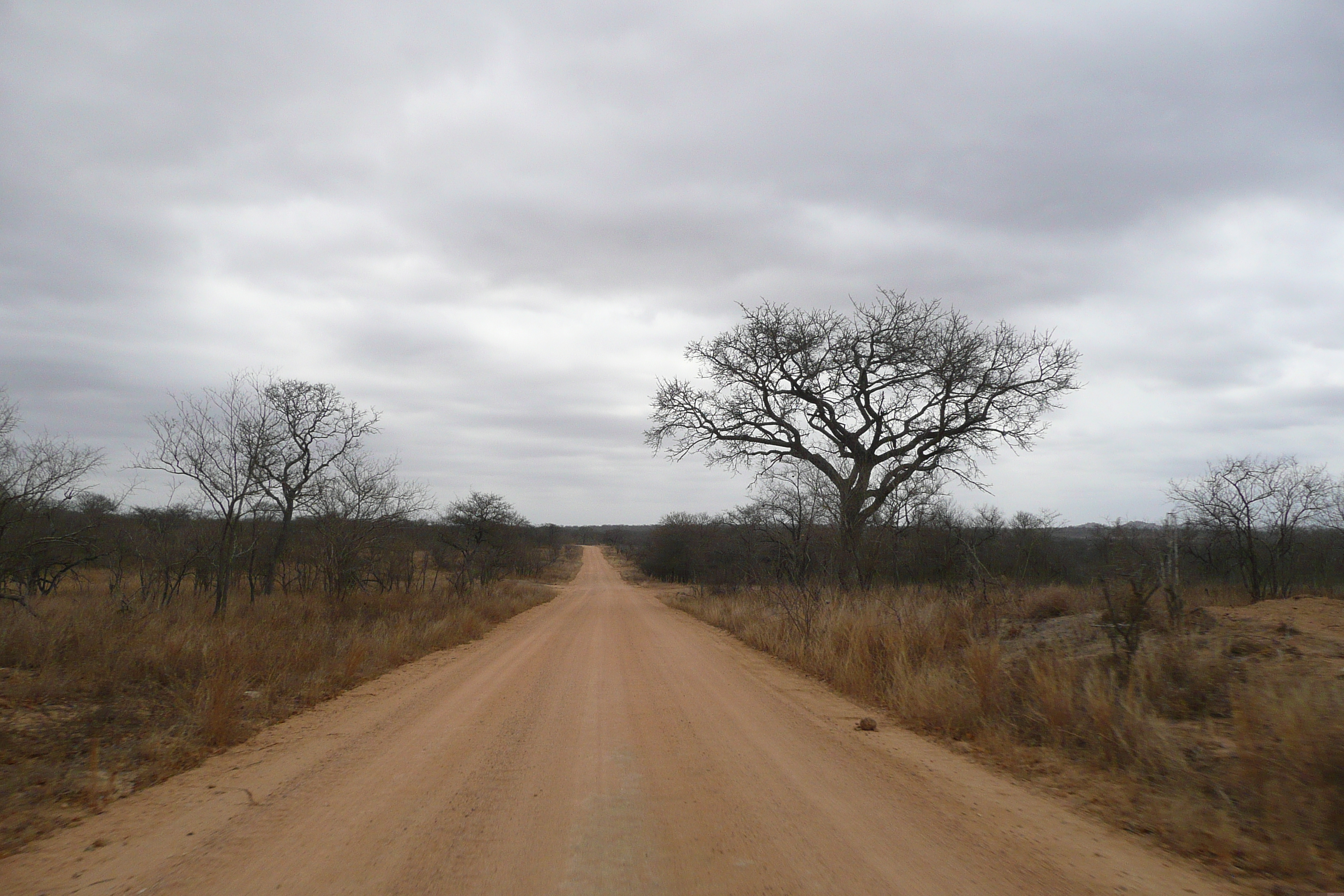 รูปถ่าย แอฟริกาใต้(South Africa) อุทยานแห่งชาติครูเกอร์(Kruger National Park) 2008-09 72