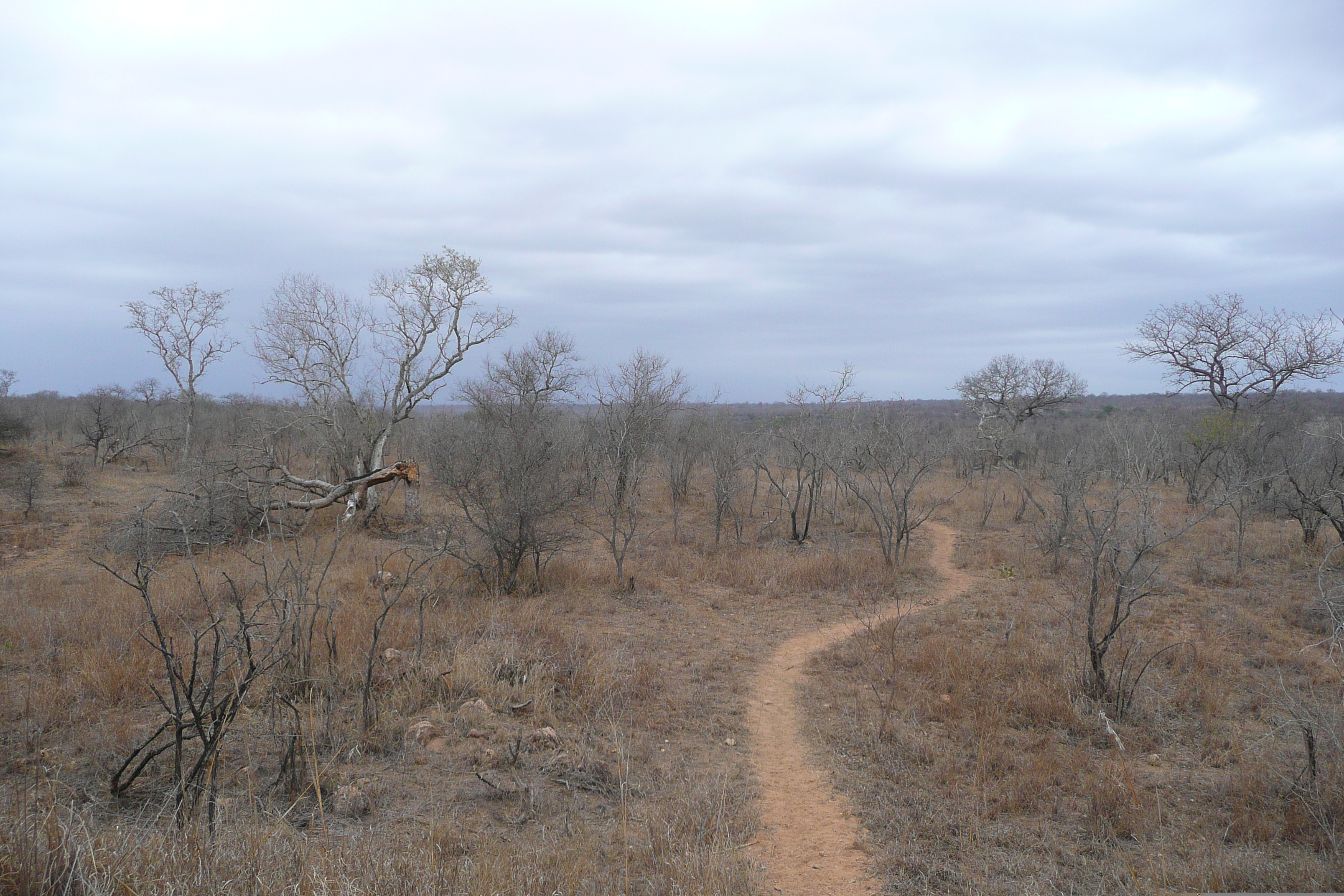 รูปถ่าย แอฟริกาใต้(South Africa) อุทยานแห่งชาติครูเกอร์(Kruger National Park) 2008-09 93