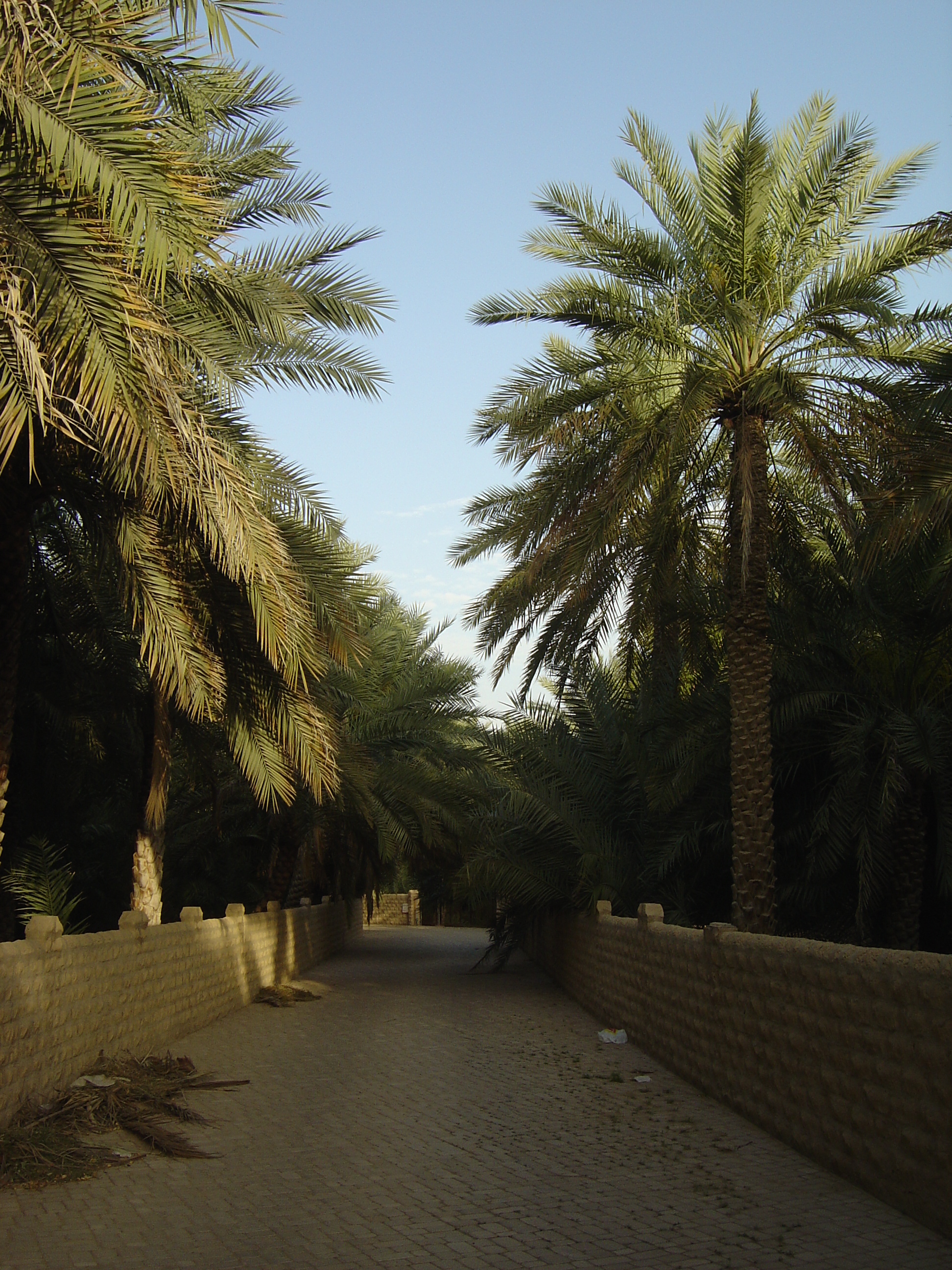 รูปถ่าย สหรัฐอาหรับเอมิเรตส์(United Arab Emirates) อาเลอิน(Al Ain) โอเอซิสอัลไอน์(Al Ain Oasis) 2005-03 4