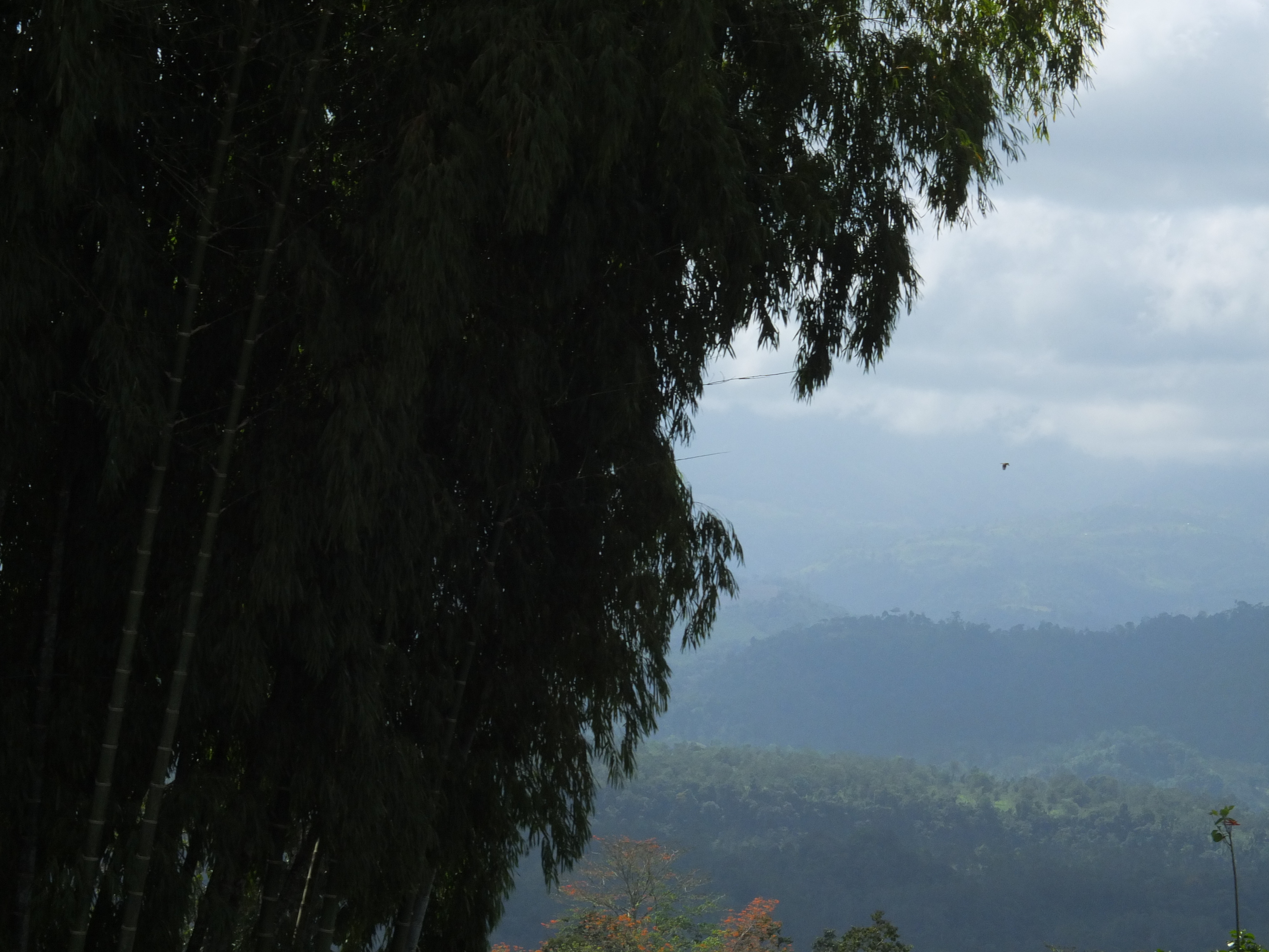 รูปถ่าย คอสตาริกา(Costa Rica) ตูร์รีอัลบา(Turrialba) 2015-03 50