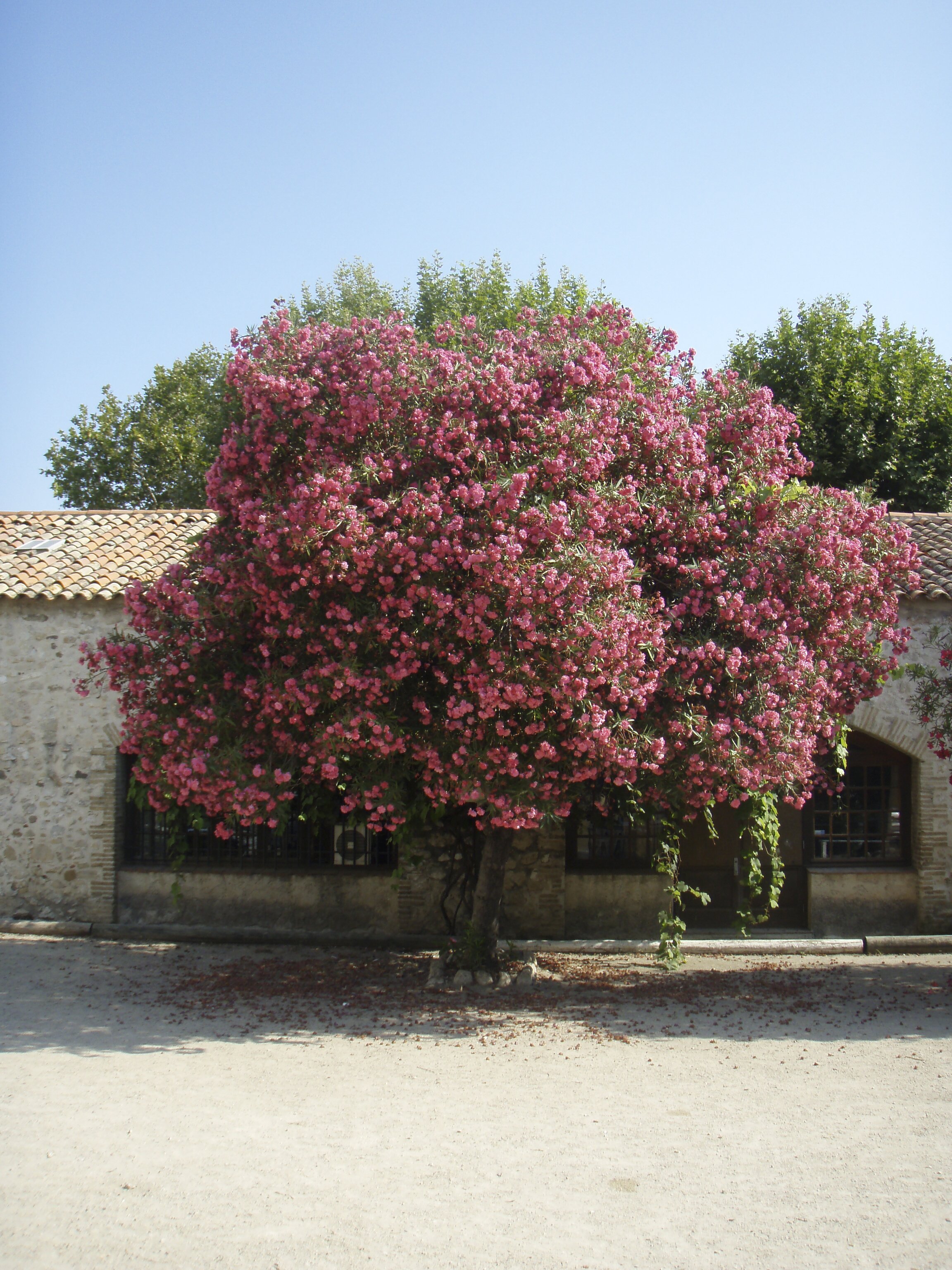 รูปถ่าย ฝรั่งเศส(France) อองทีป(Antibes) ถนนอากียง(Boulevard Aguillon) 2007-08 3