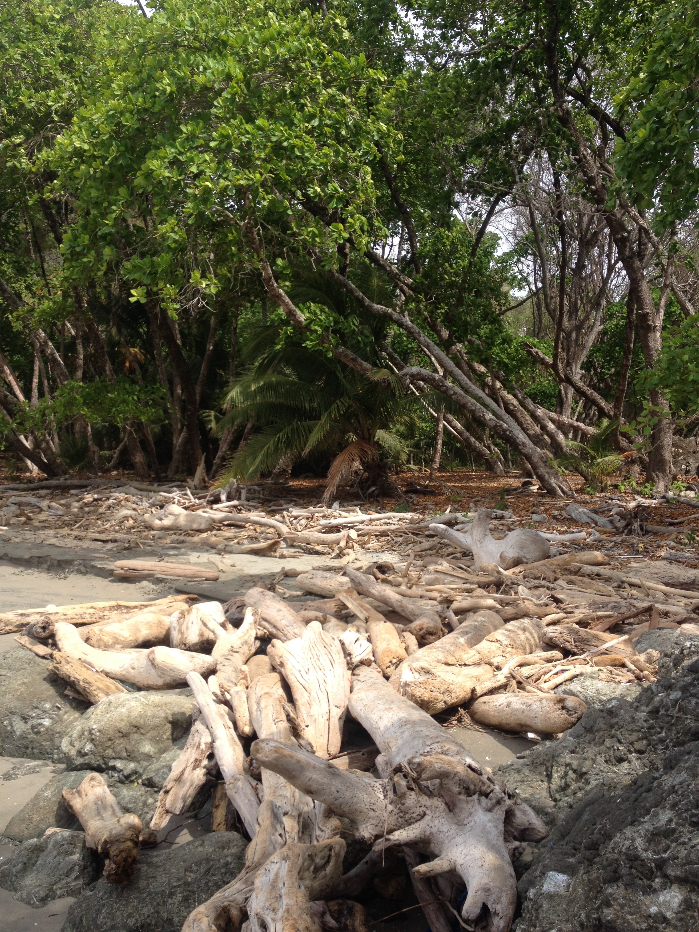 รูปถ่าย คอสตาริกา(Costa Rica) มอนเตซูมา(Montezuma) 2015-03 244