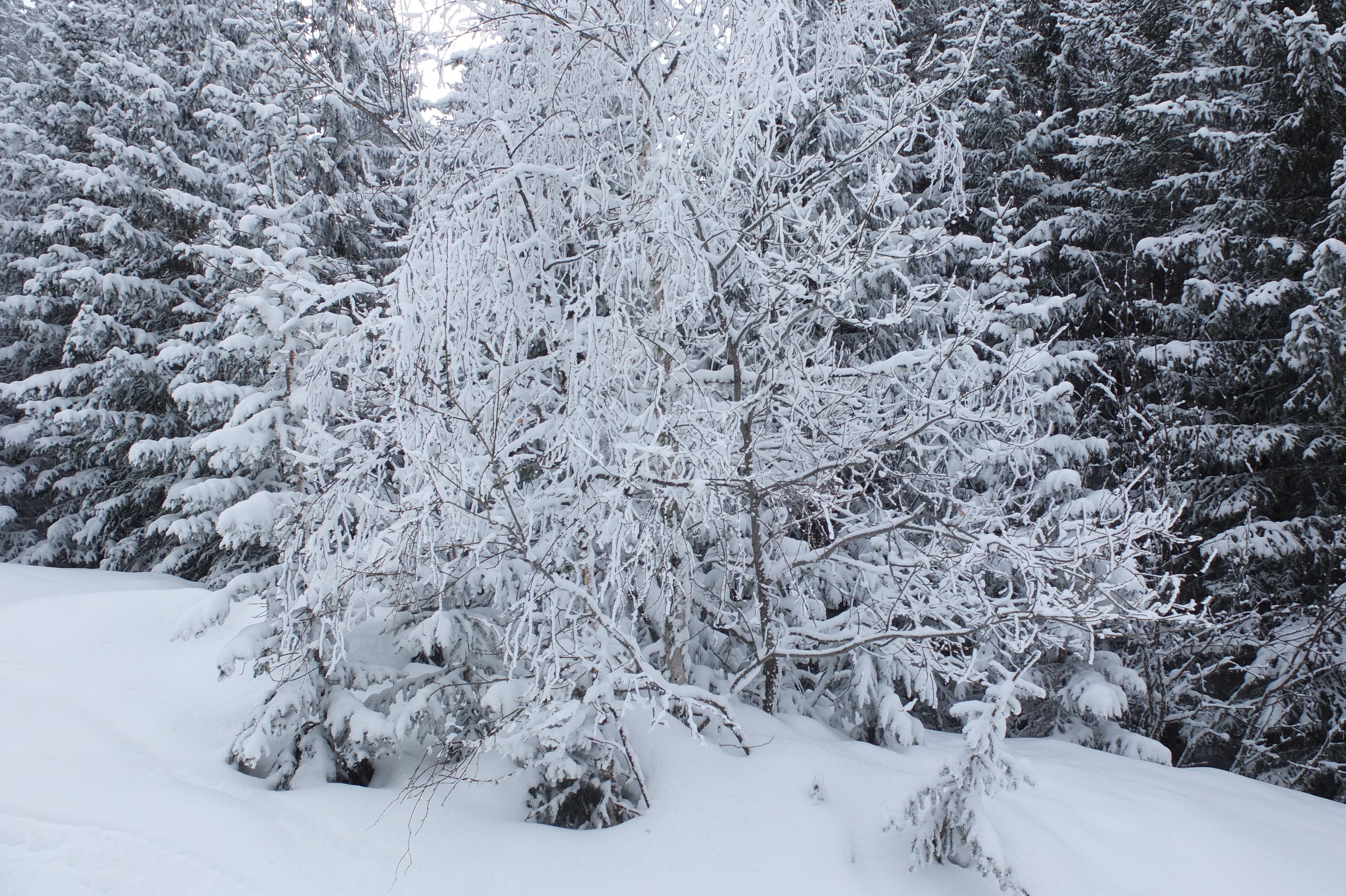รูปถ่าย ฝรั่งเศส(France) เลทรัววาเล(Les 3 Vallees) 2013-03 455