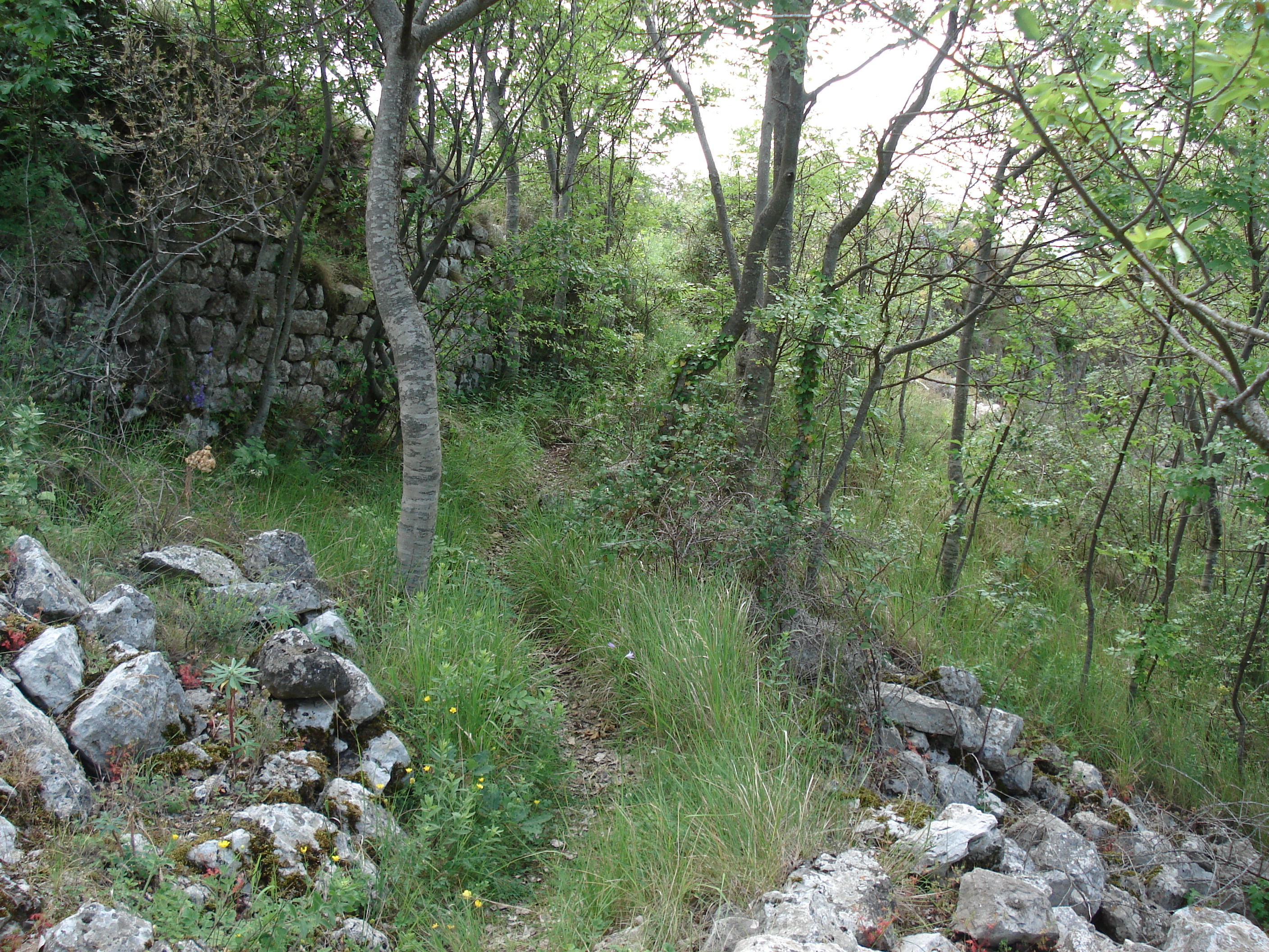 รูปถ่าย ฝรั่งเศส(France) วังซ์(Vence) บาอู(Baou) 2006-06 78