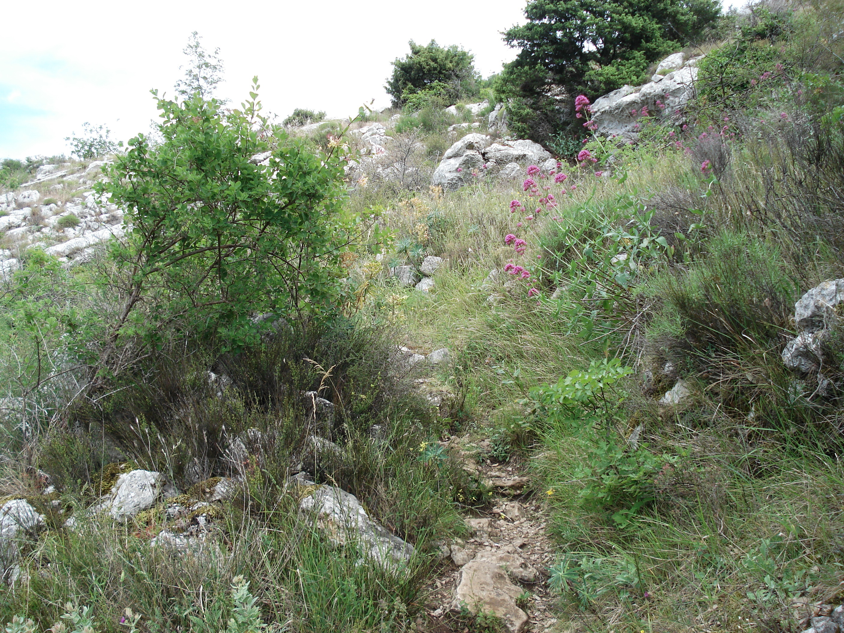 รูปถ่าย ฝรั่งเศส(France) วังซ์(Vence) บาอู(Baou) 2006-06 8