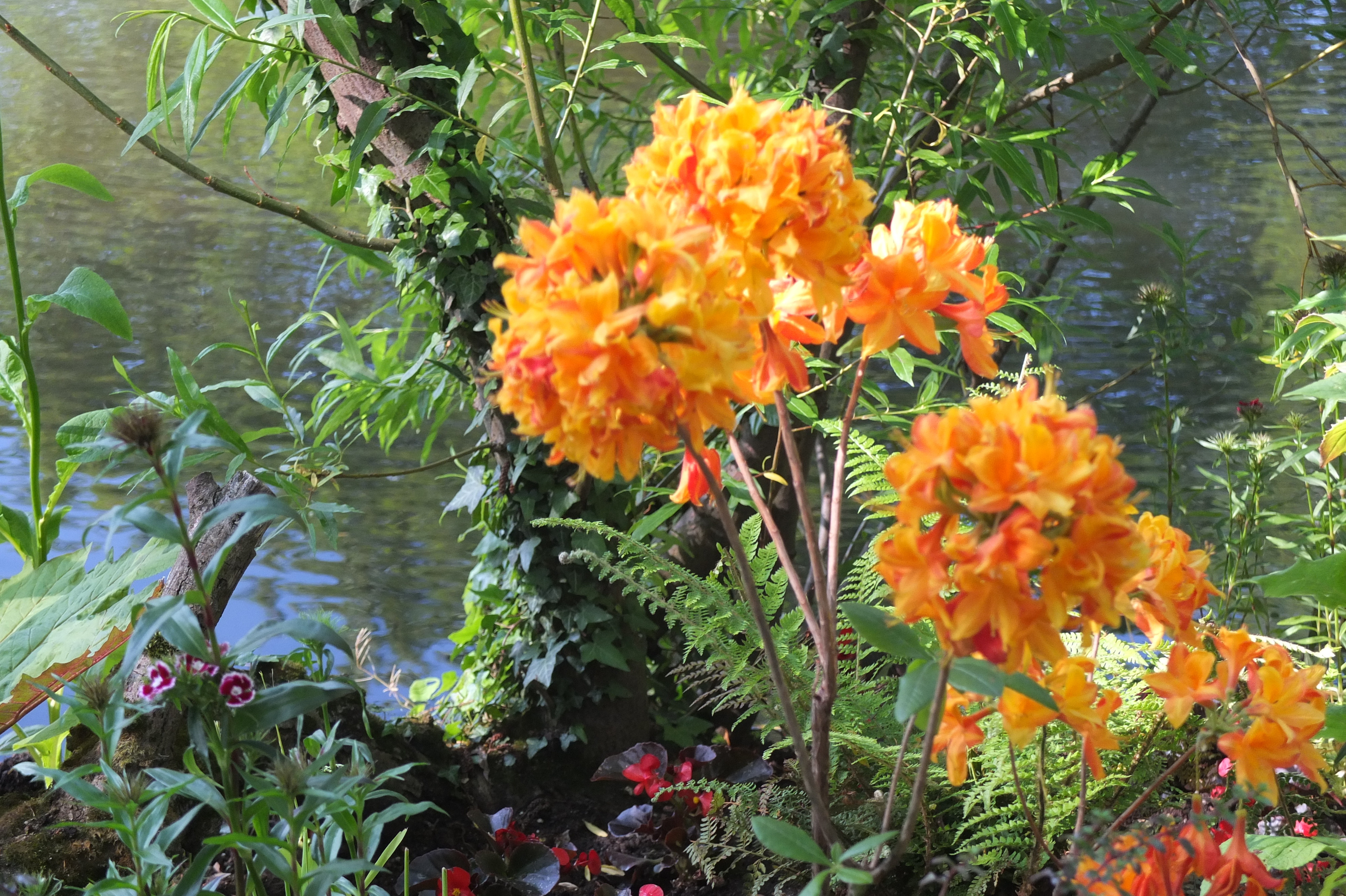 รูปถ่าย ฝรั่งเศส(France) ฌีแวร์นี(Giverny) 2013-06 77