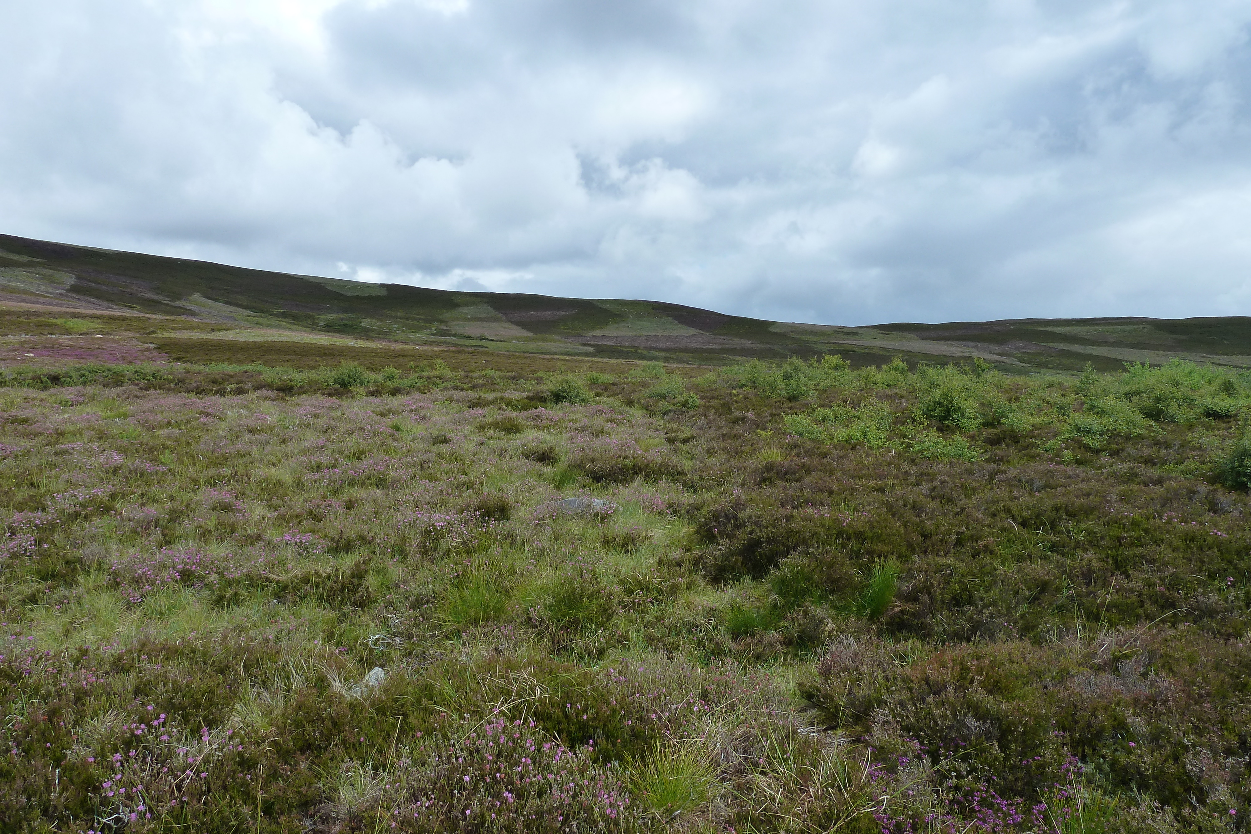 รูปถ่าย อังกฤษ(United Kingdom) อุทยานแห่งชาติแคร์นกอร์มส์(Cairngorms National Park) 2011-07 17