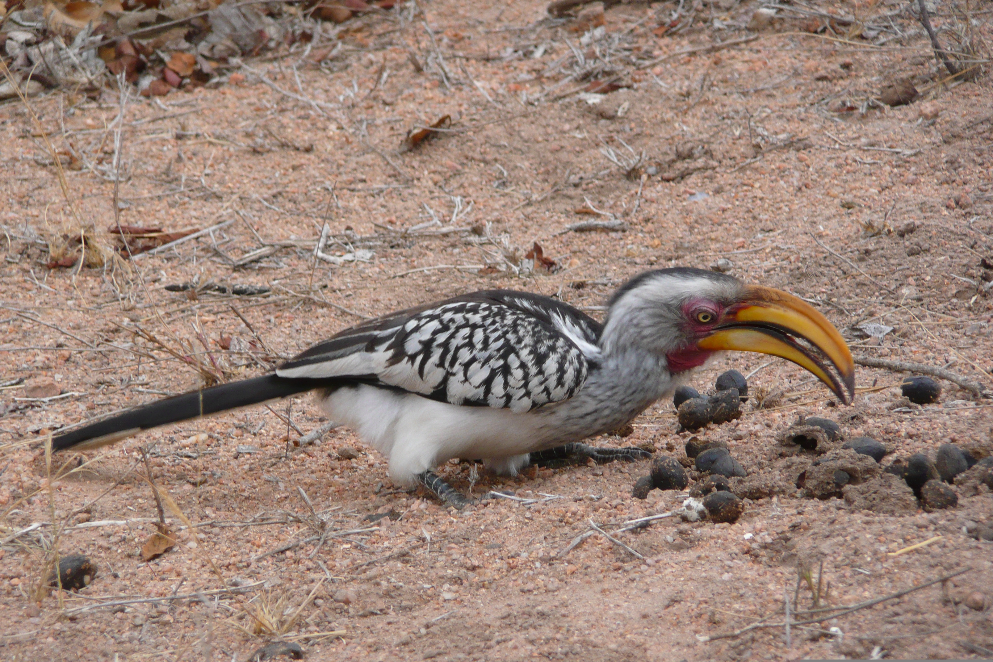 รูปถ่าย แอฟริกาใต้(South Africa) อุทยานแห่งชาติครูเกอร์(Kruger National Park) มปอนโด(Mpondo) 2008-09 41